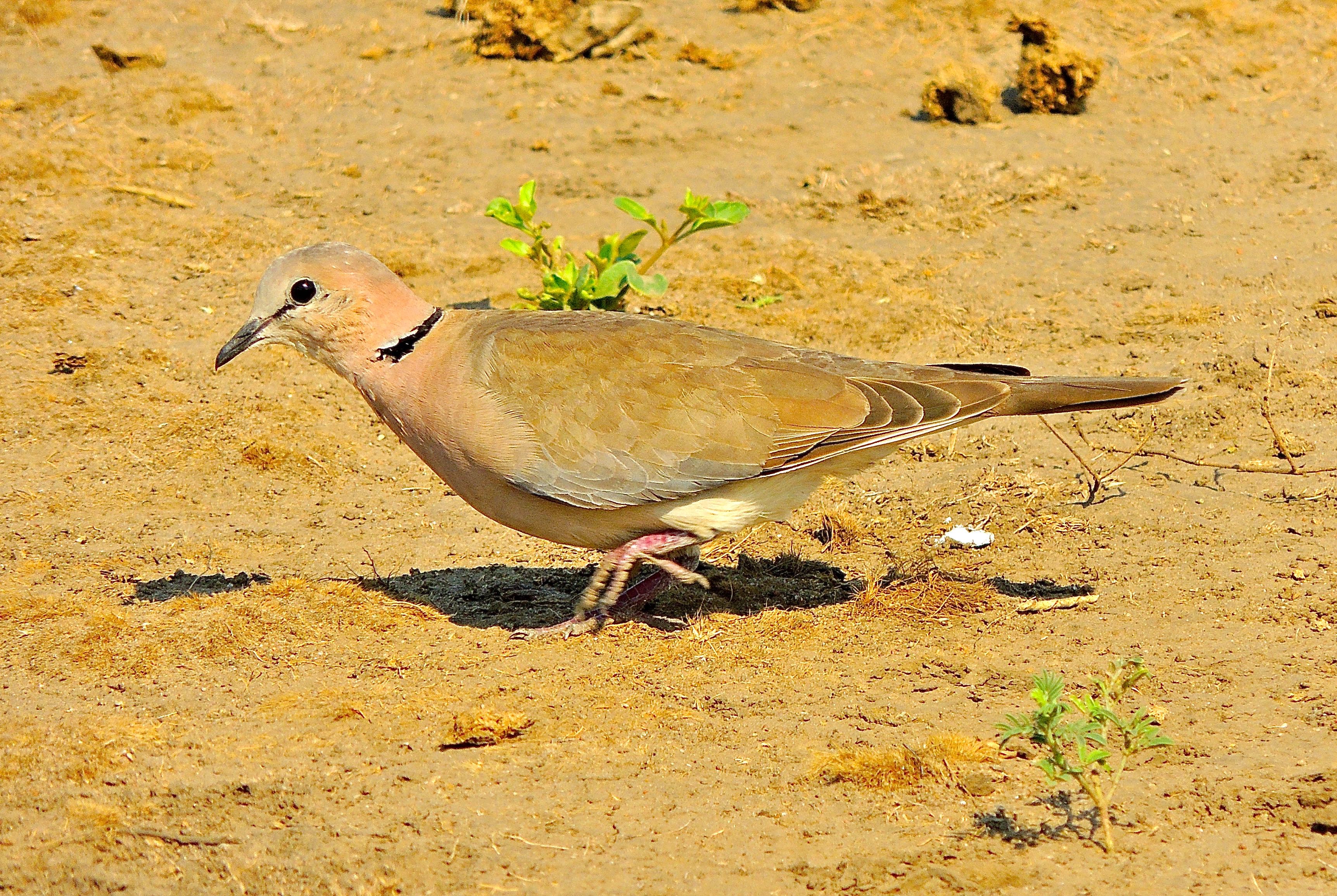 Ring-necked Dove