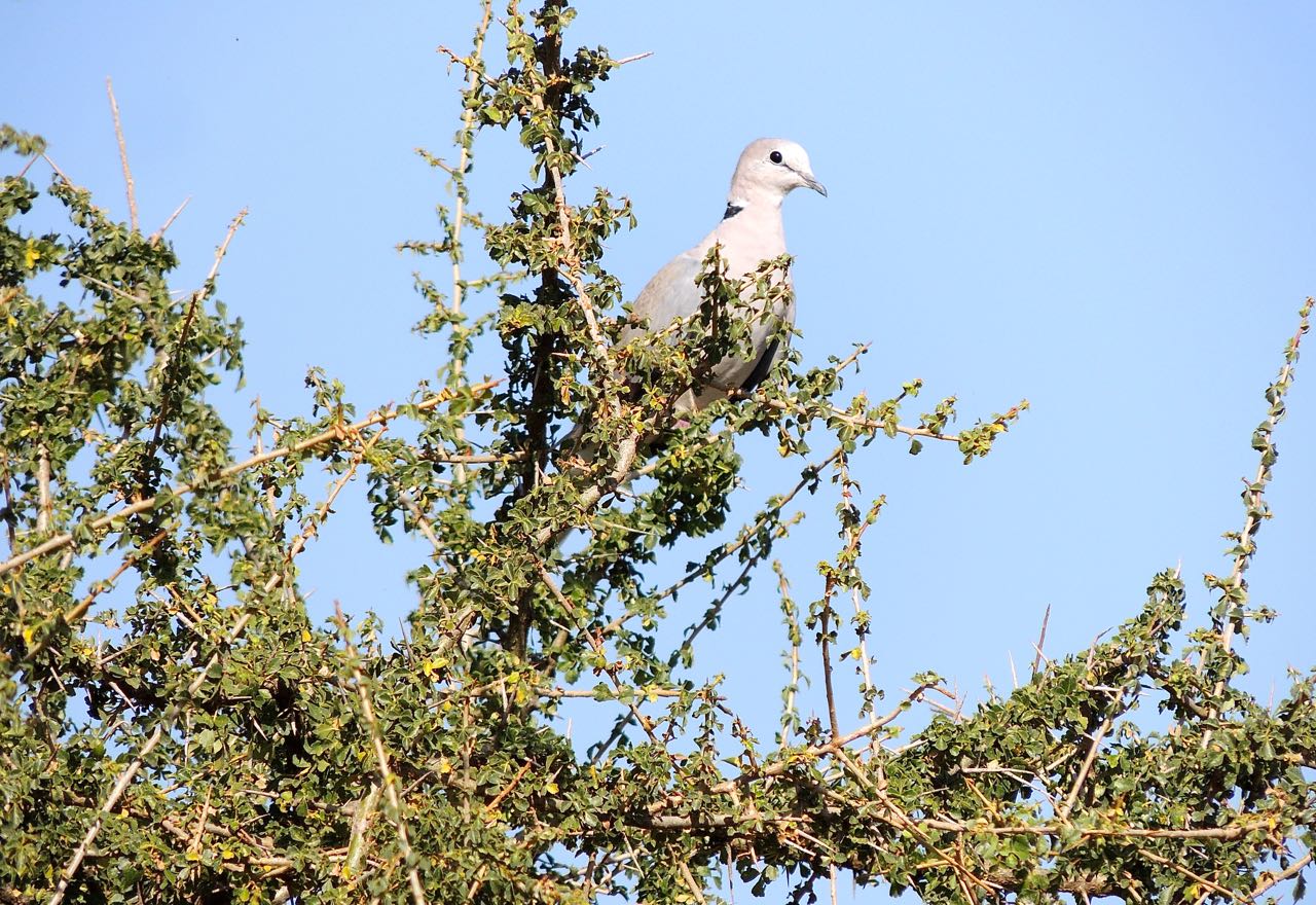 Ring-necked Dove