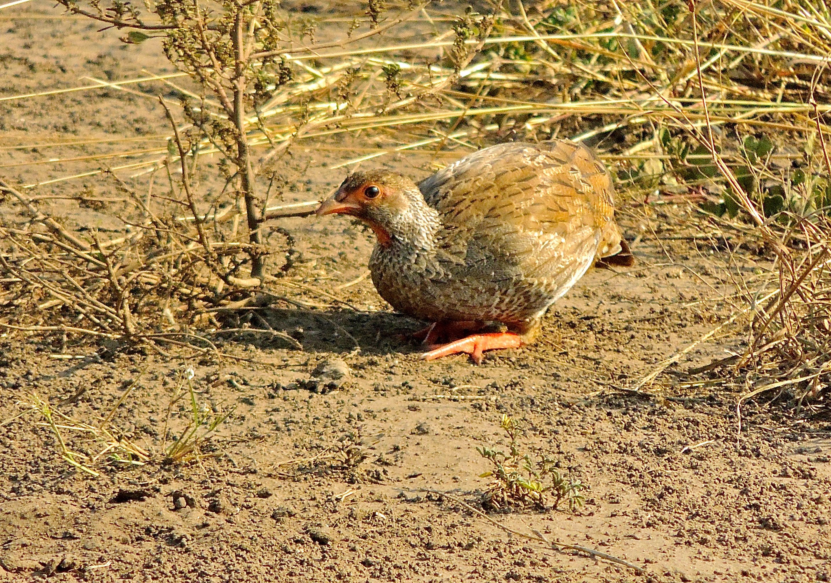 Red-necked Francolin