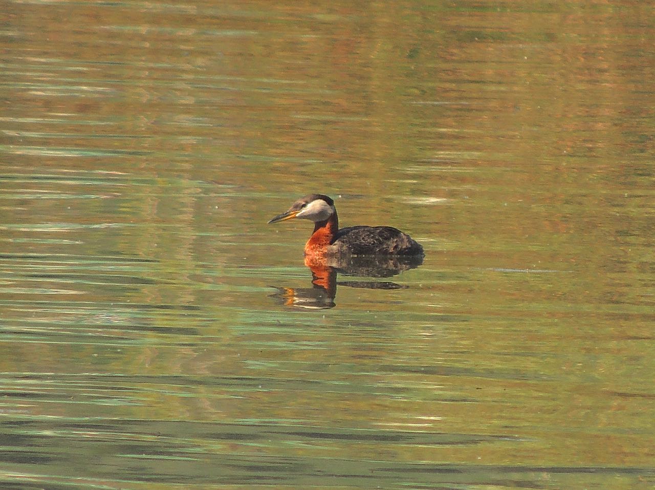 Red-necked Grebe