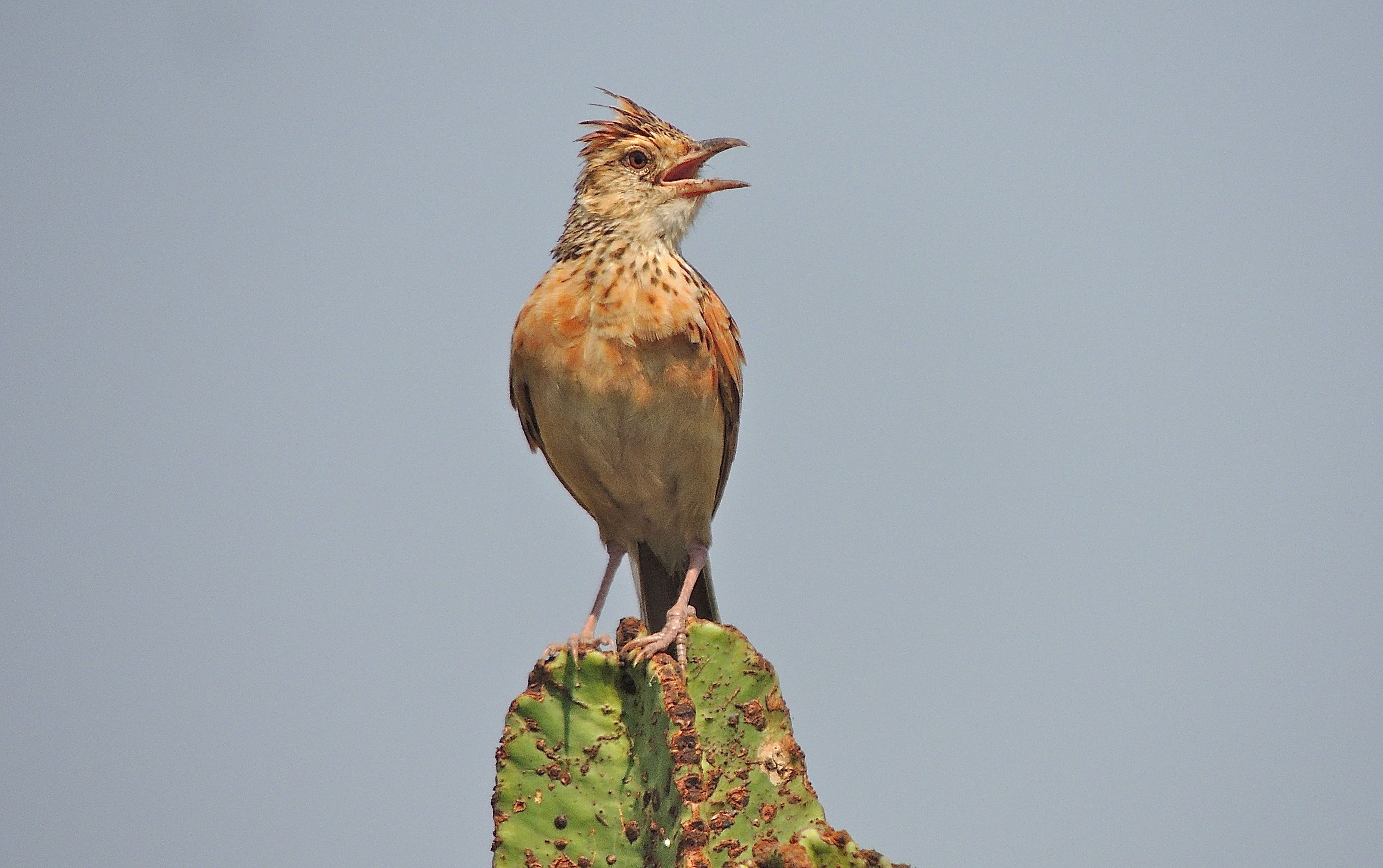 Rufous-naped Lark