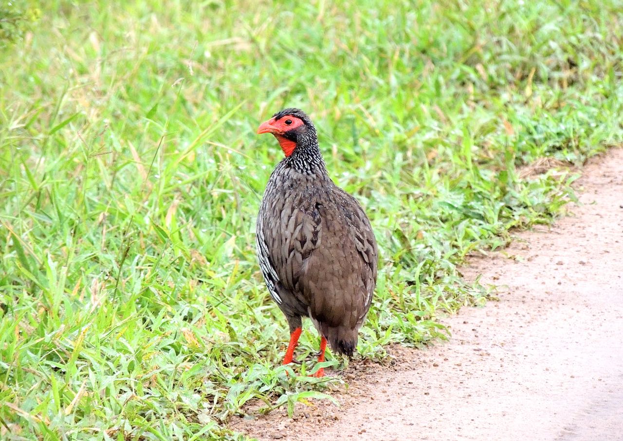 Red-necked Spurfowl