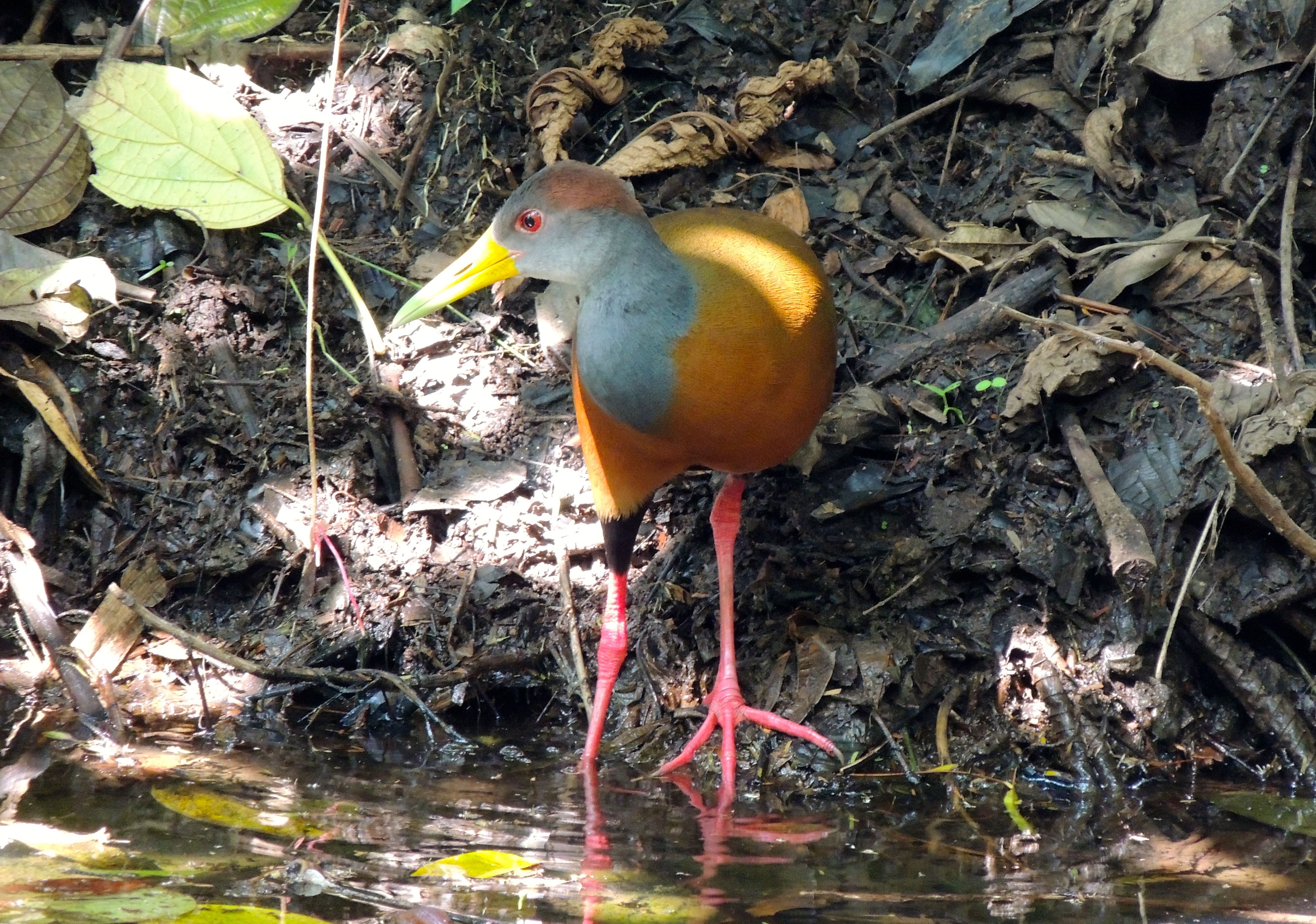 Russet-naped Wood-Rail