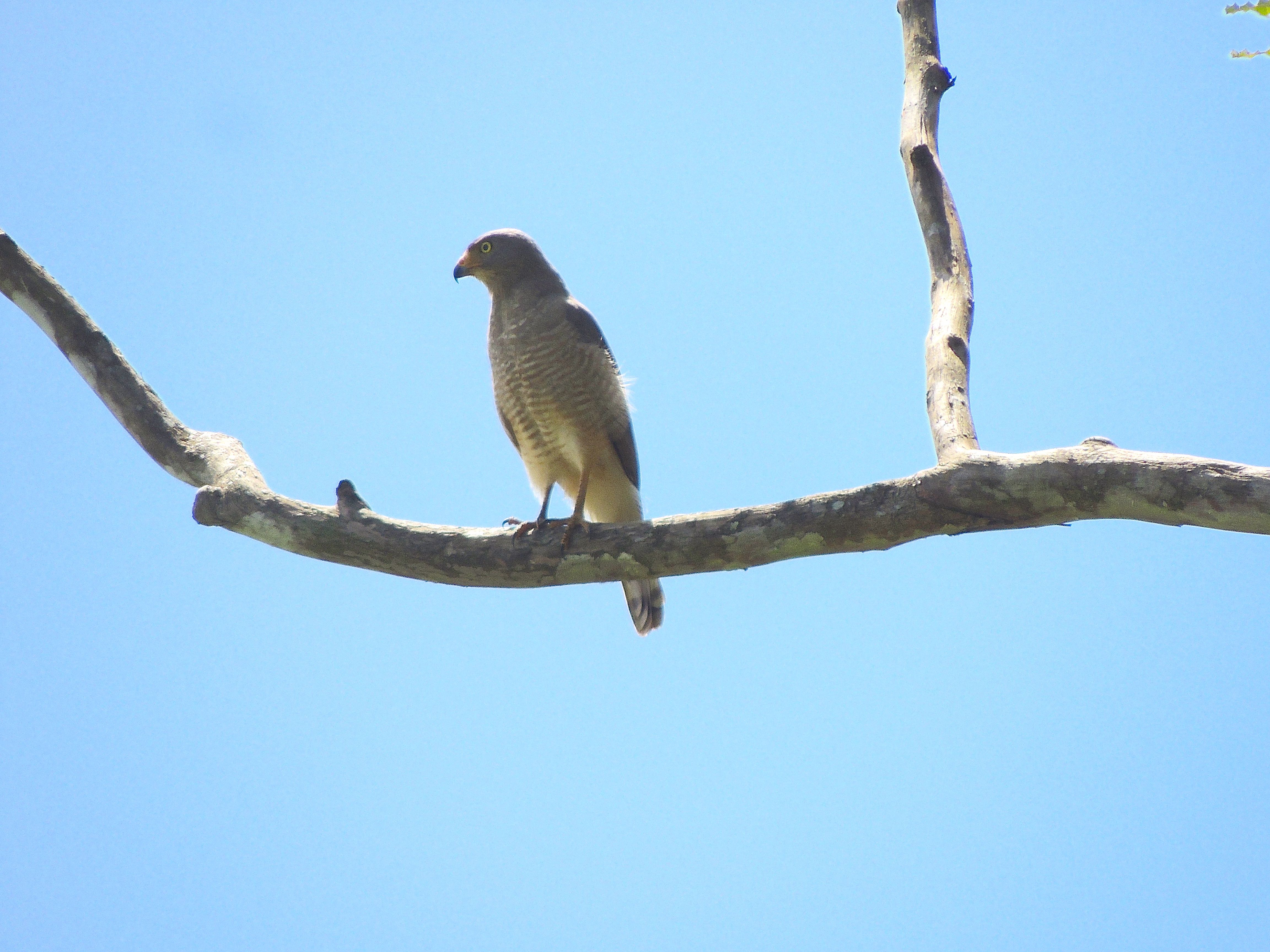 Roadside Hawk