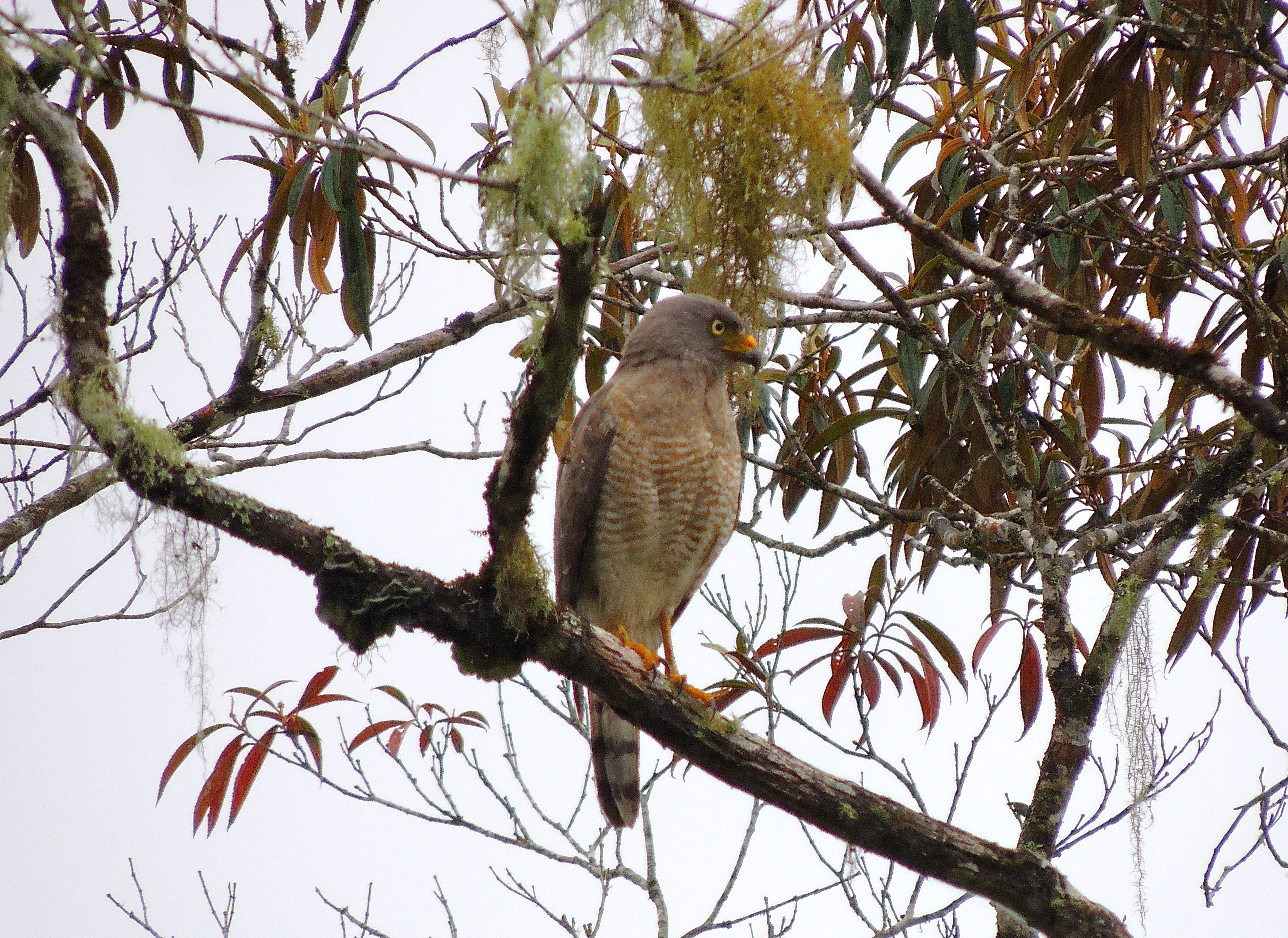 Roadside Hawk