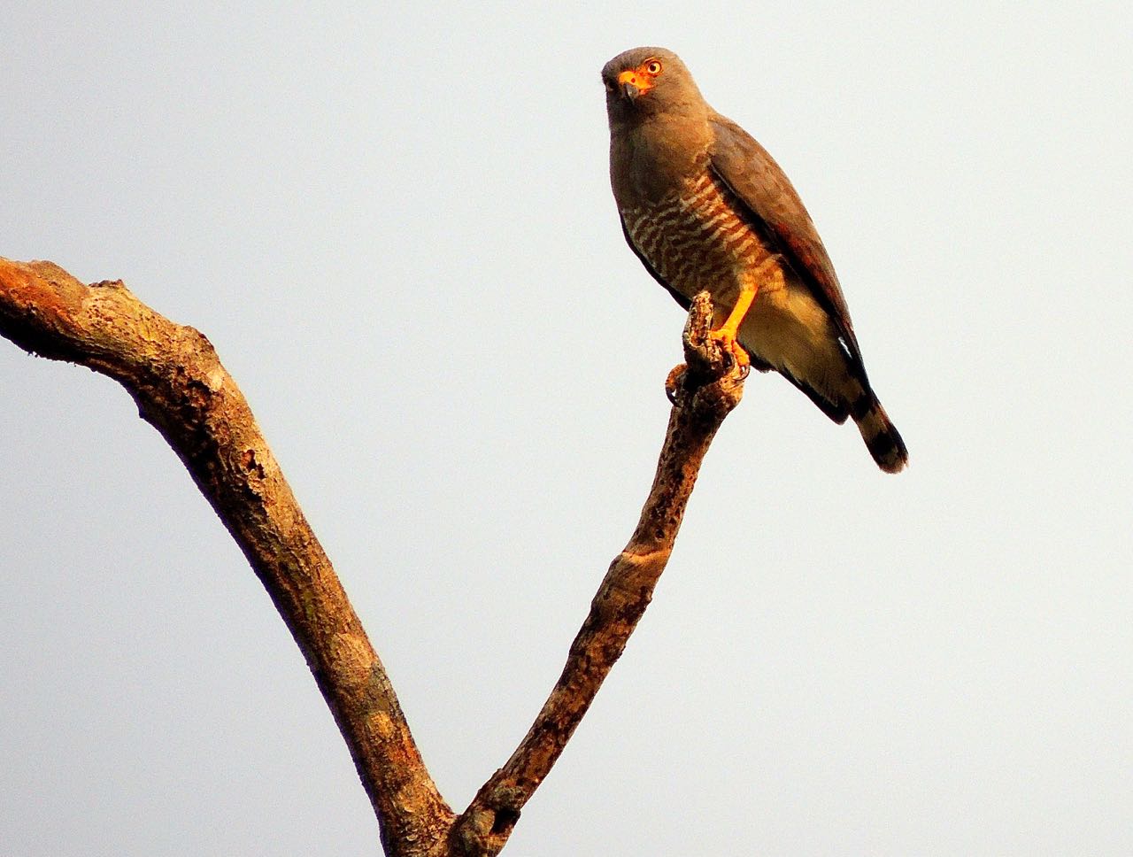 Roadside Hawk