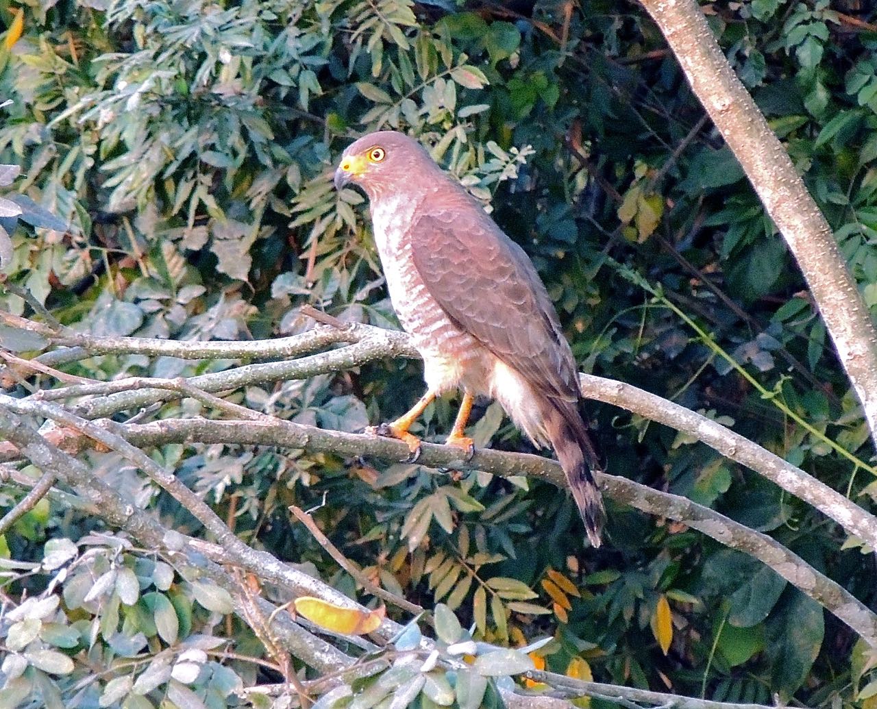 Roadside Hawk