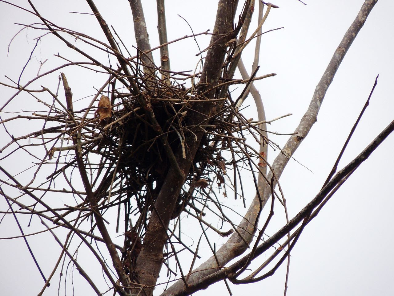Roadside Hawk Nest