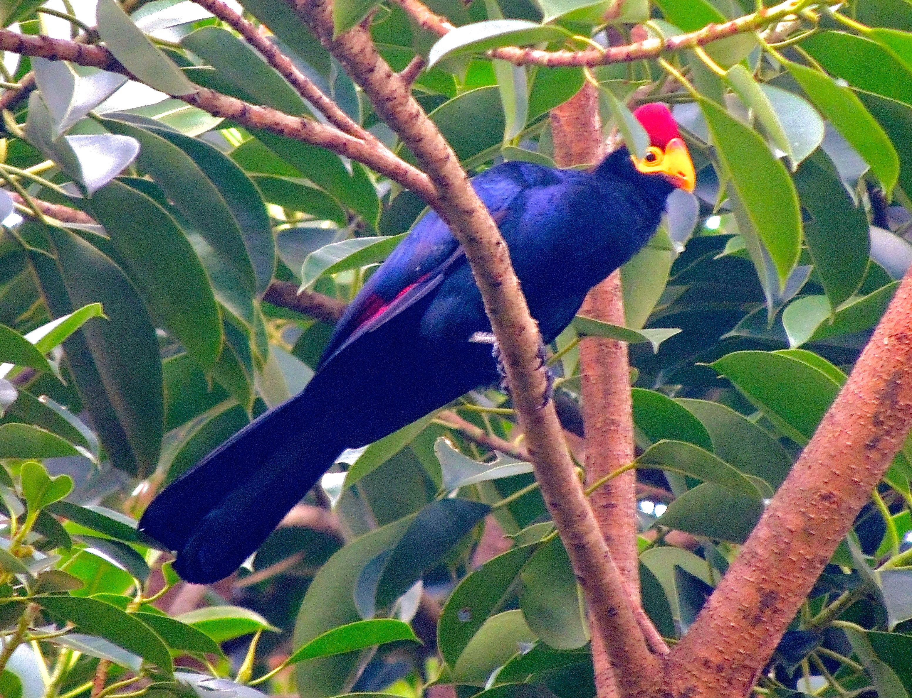 Ross's Turaco