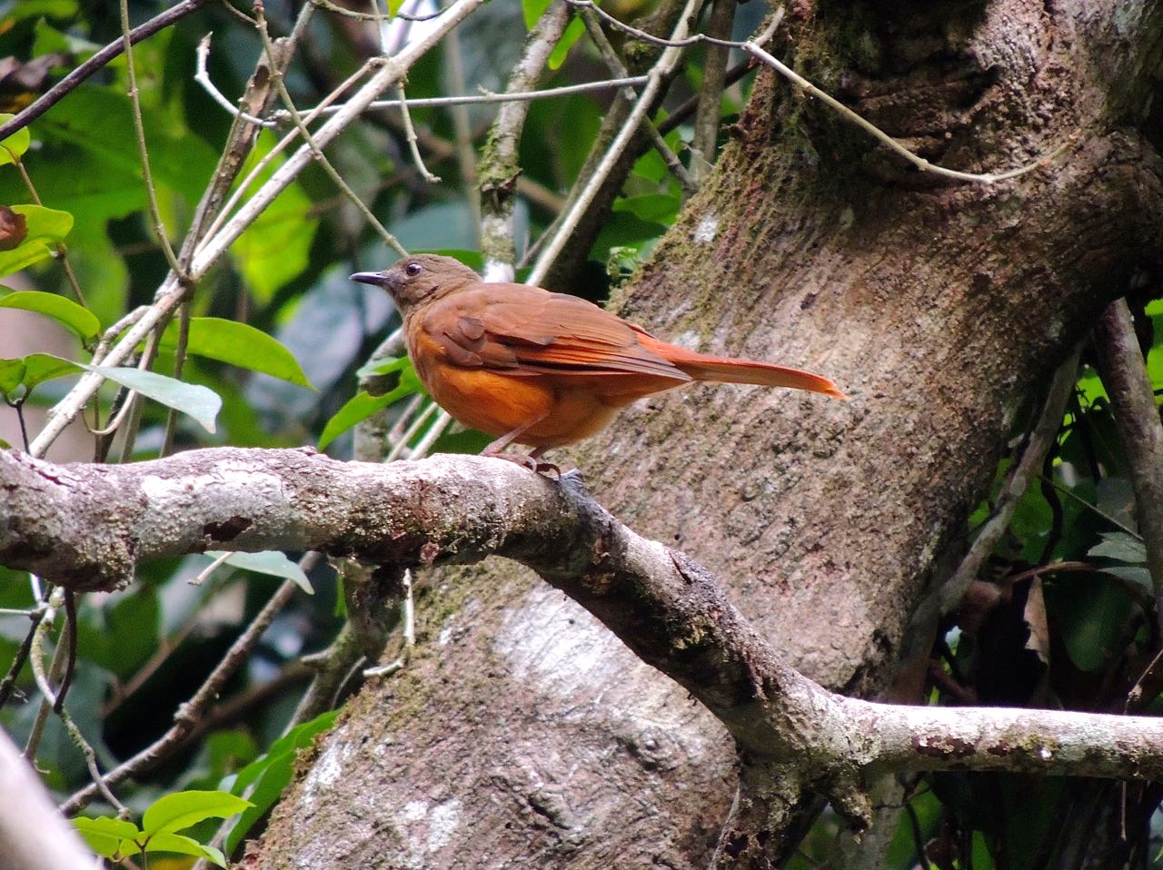 Red-tailed Ant-thrush