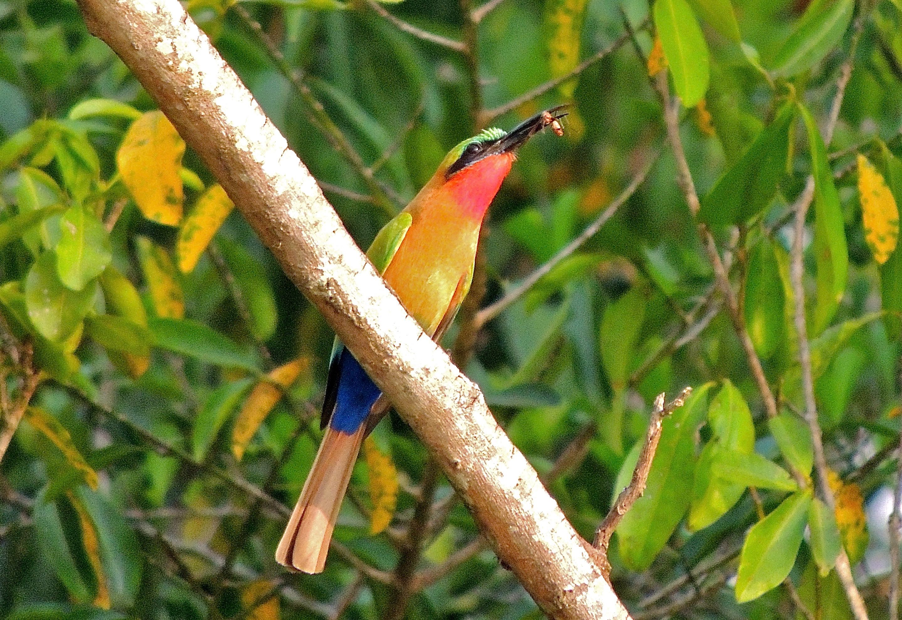 Red-throated Bee-eater