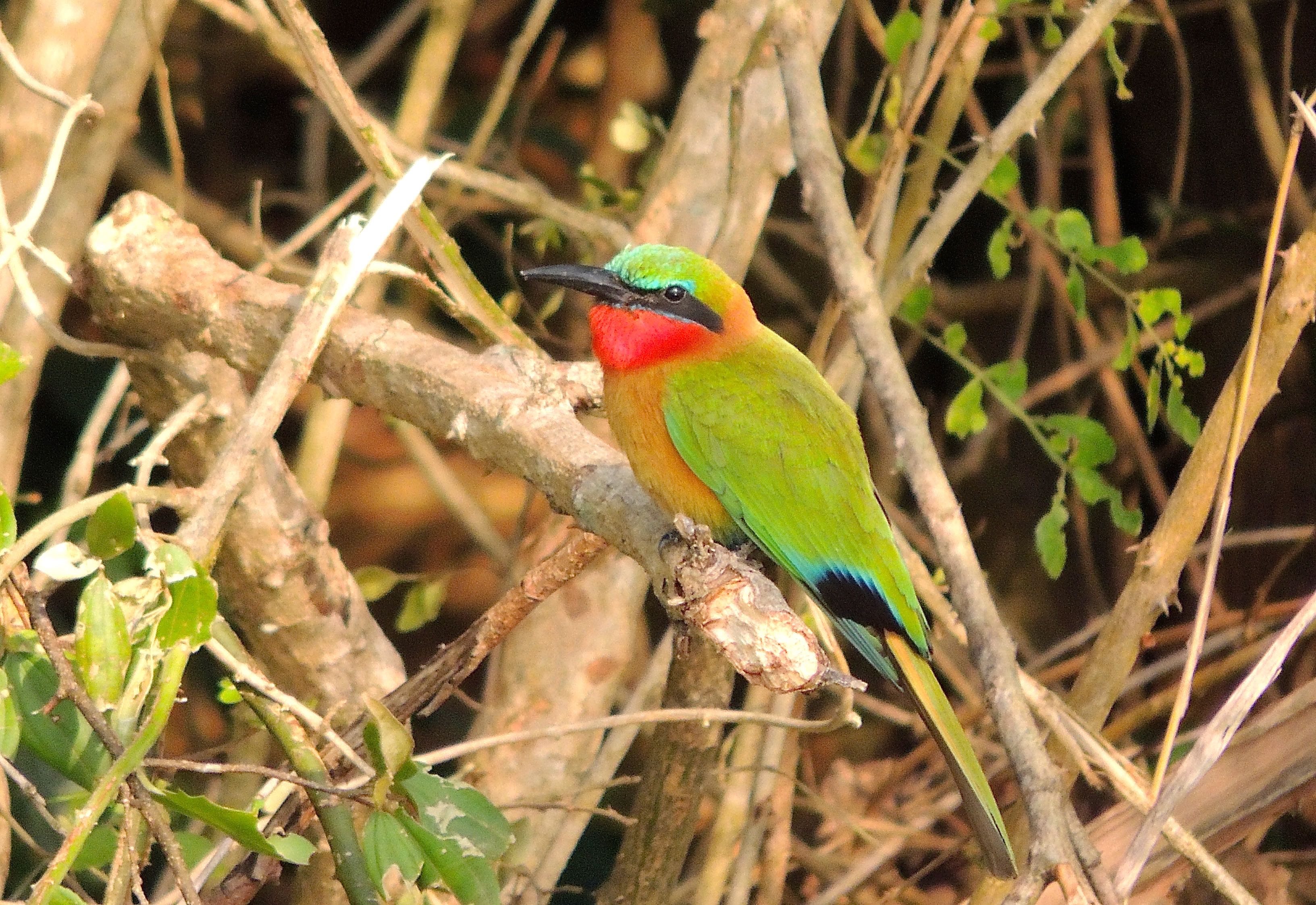 Red-throated Bee-eater