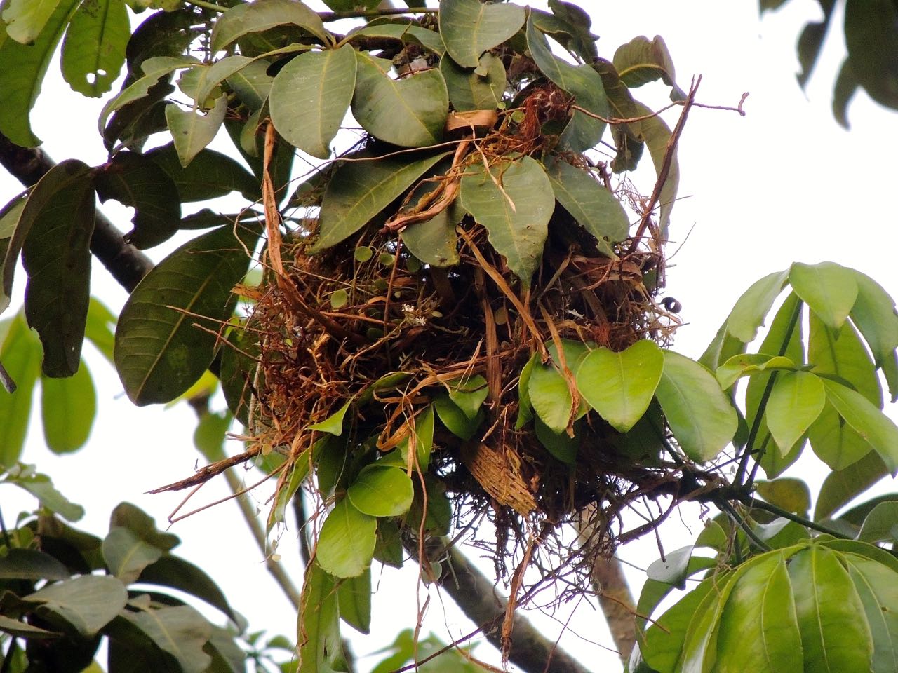 Rose-throated Becard nest