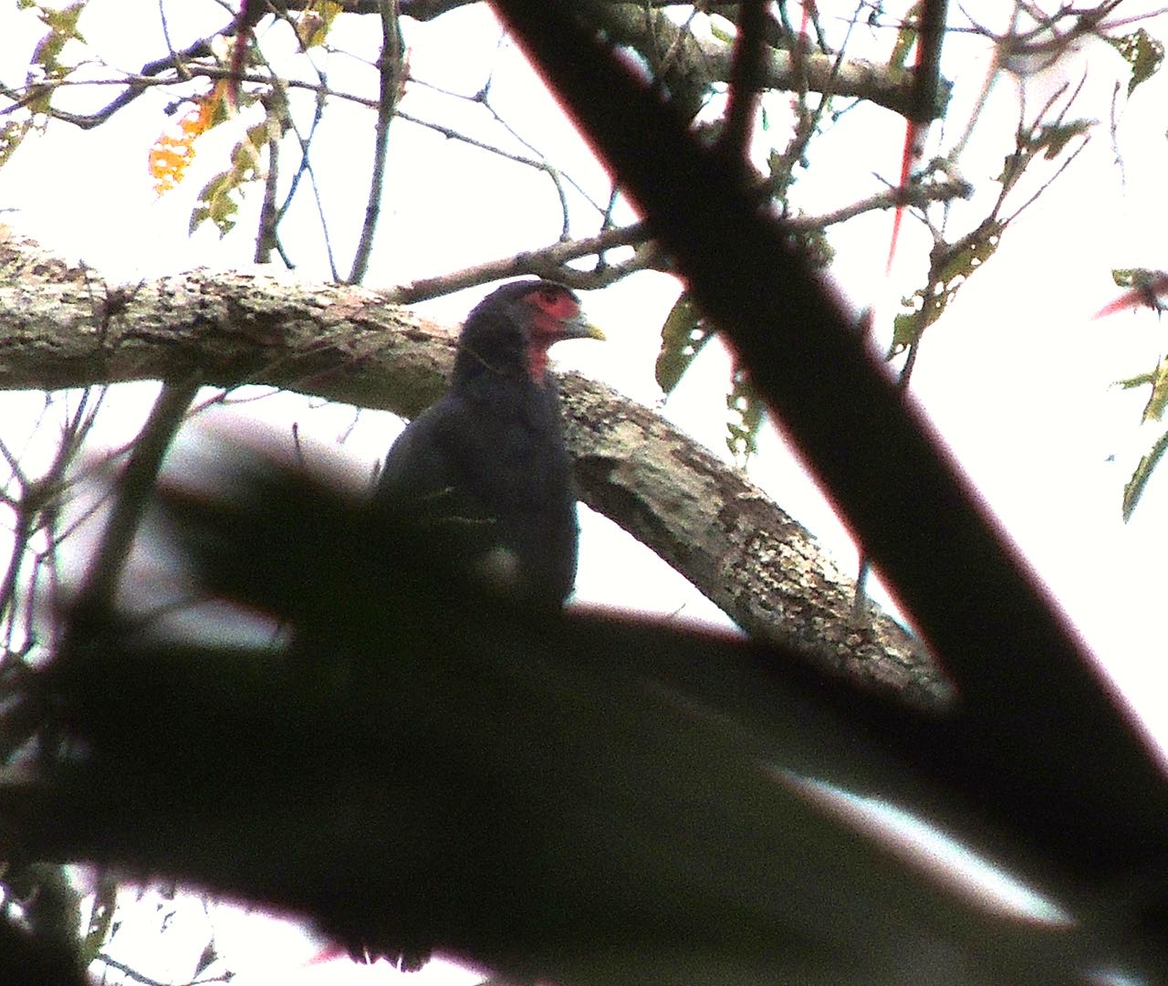 Red-throated Caracara