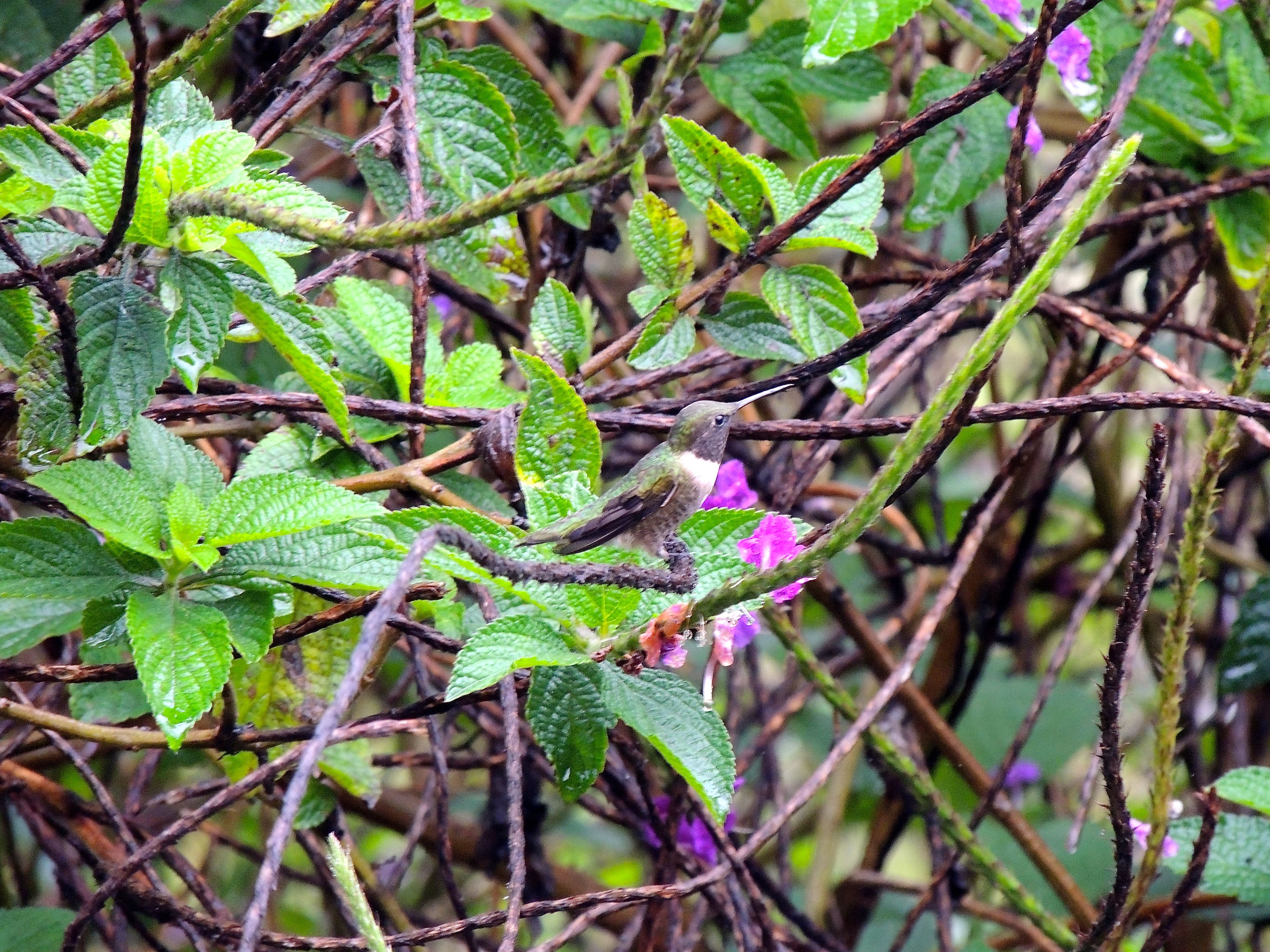 Ruby-throated Hummingbird