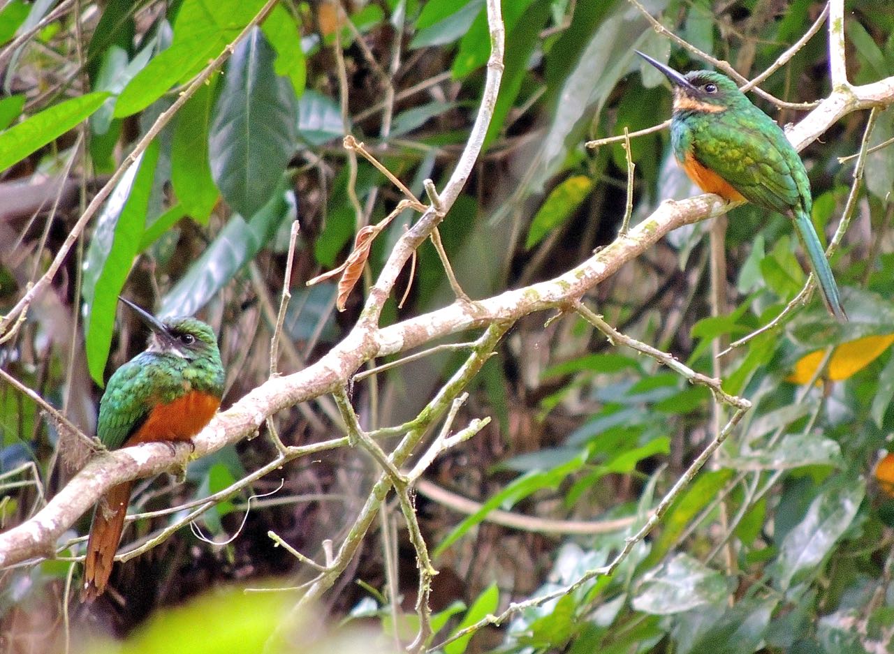 Rufous-tailed Jacamars