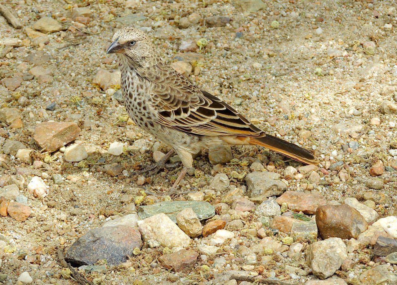 Rufous-tailed Weaver