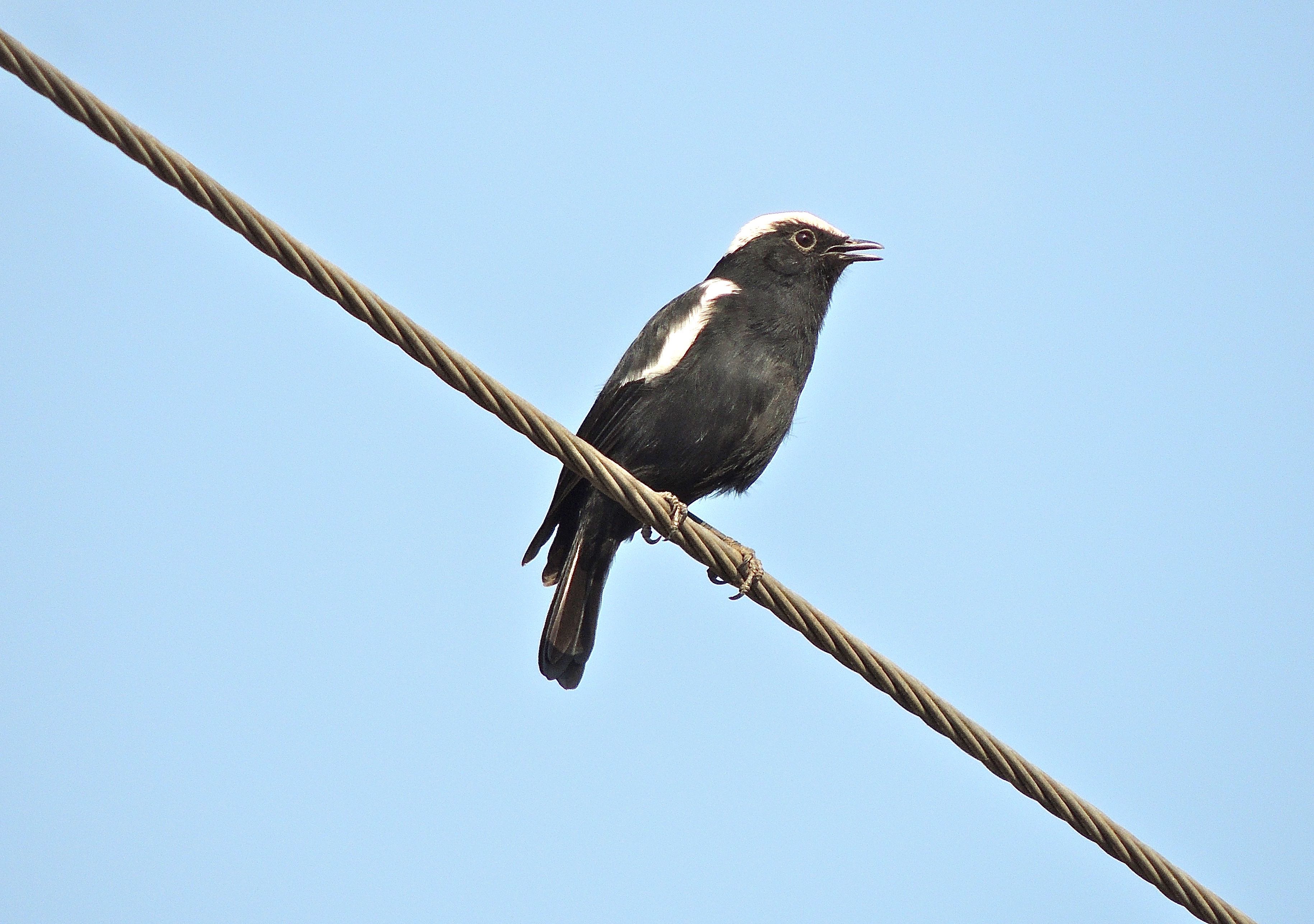 Ruaha Chat