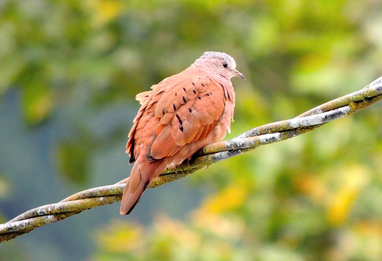 Ruddy Ground-Dove