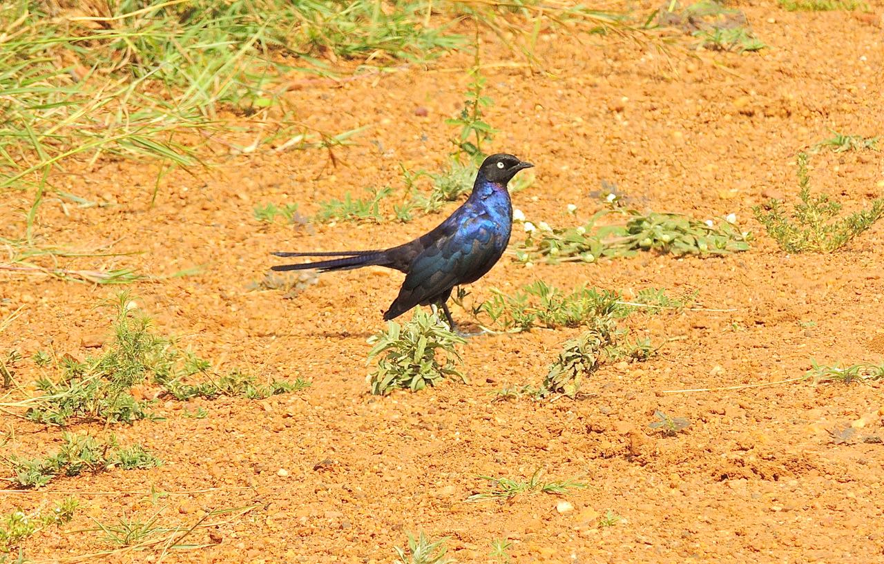 Ruppell's Glossy Starling