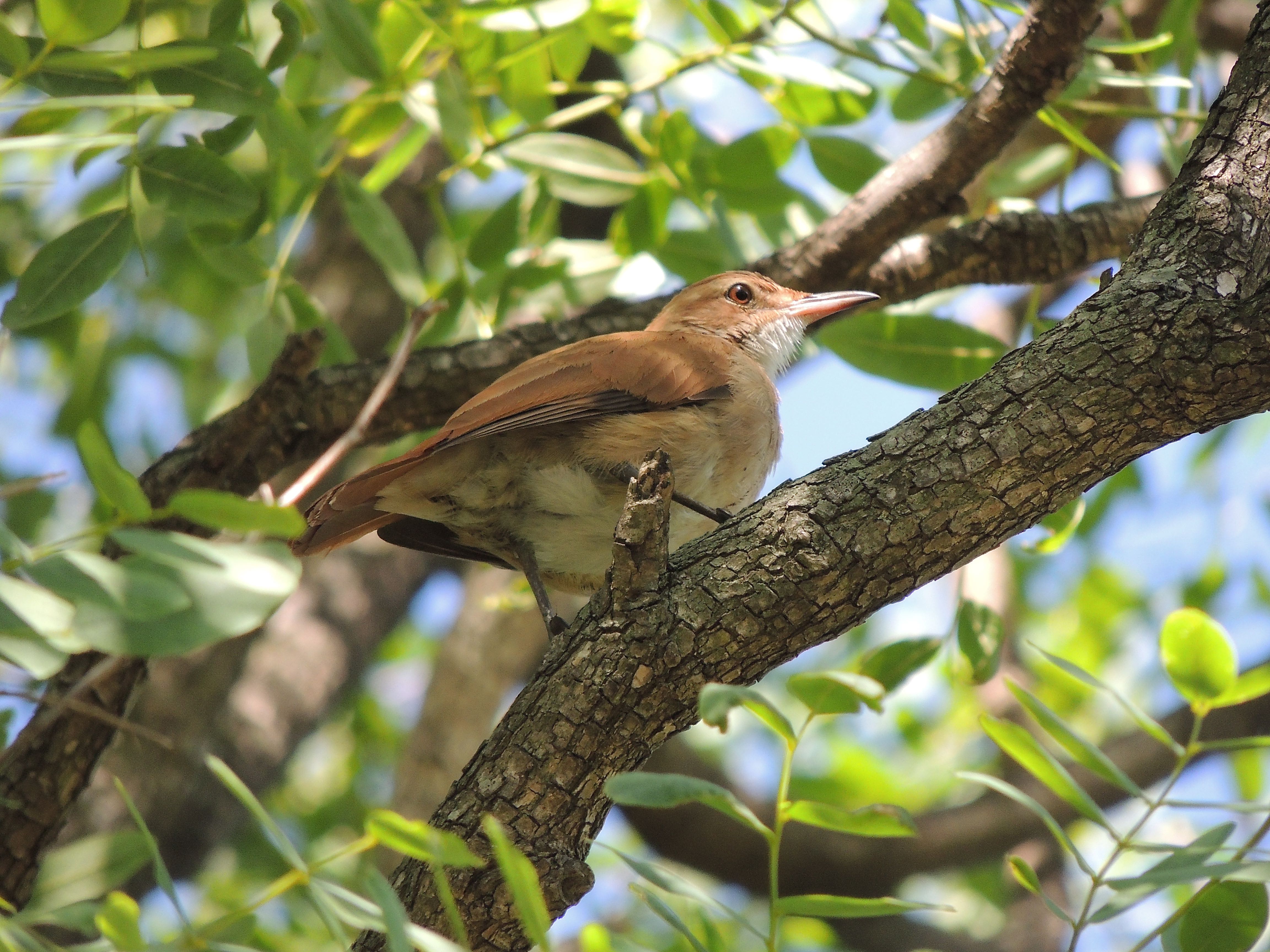 Rufous Hornero