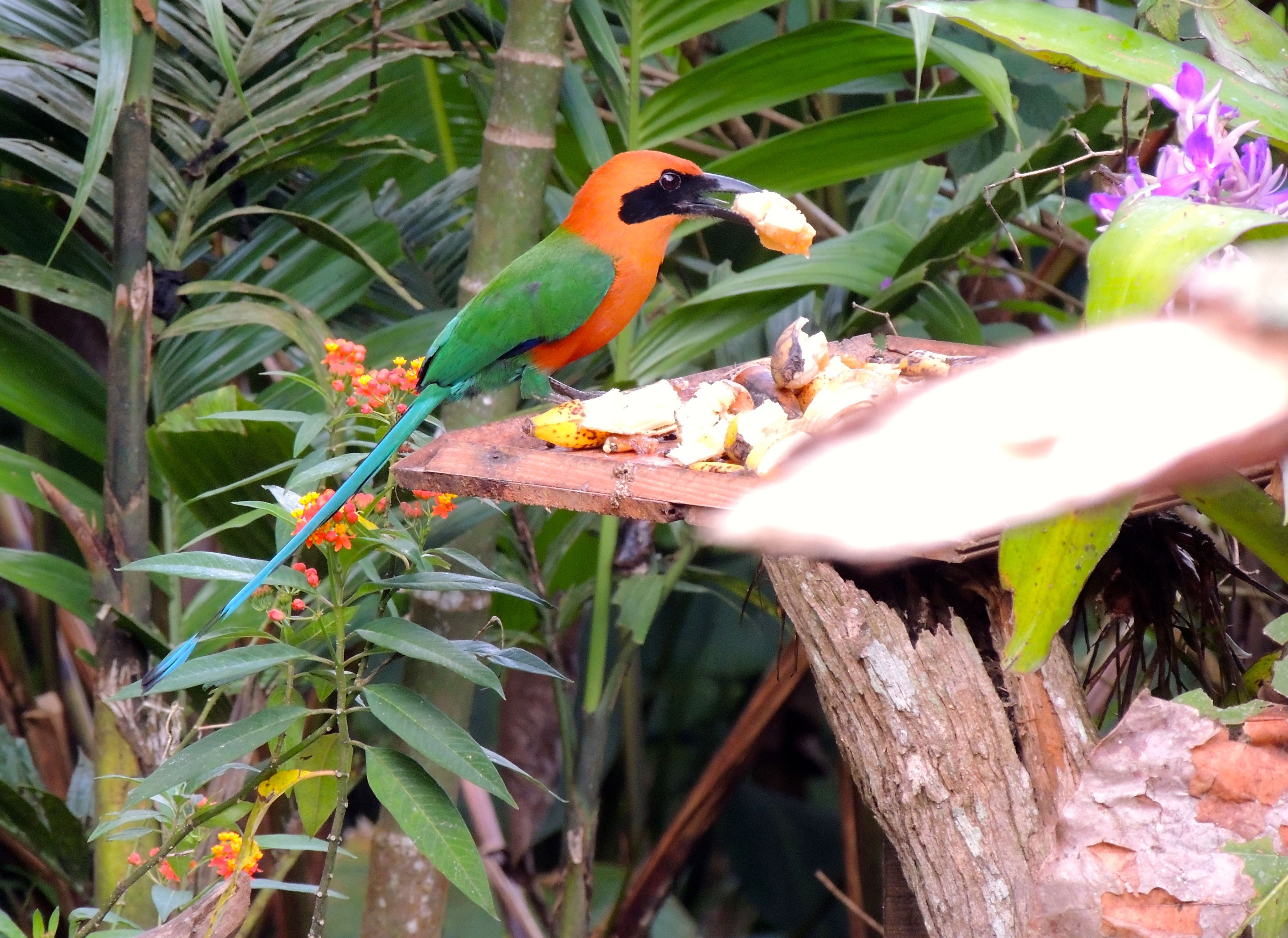 Rufous Motmot