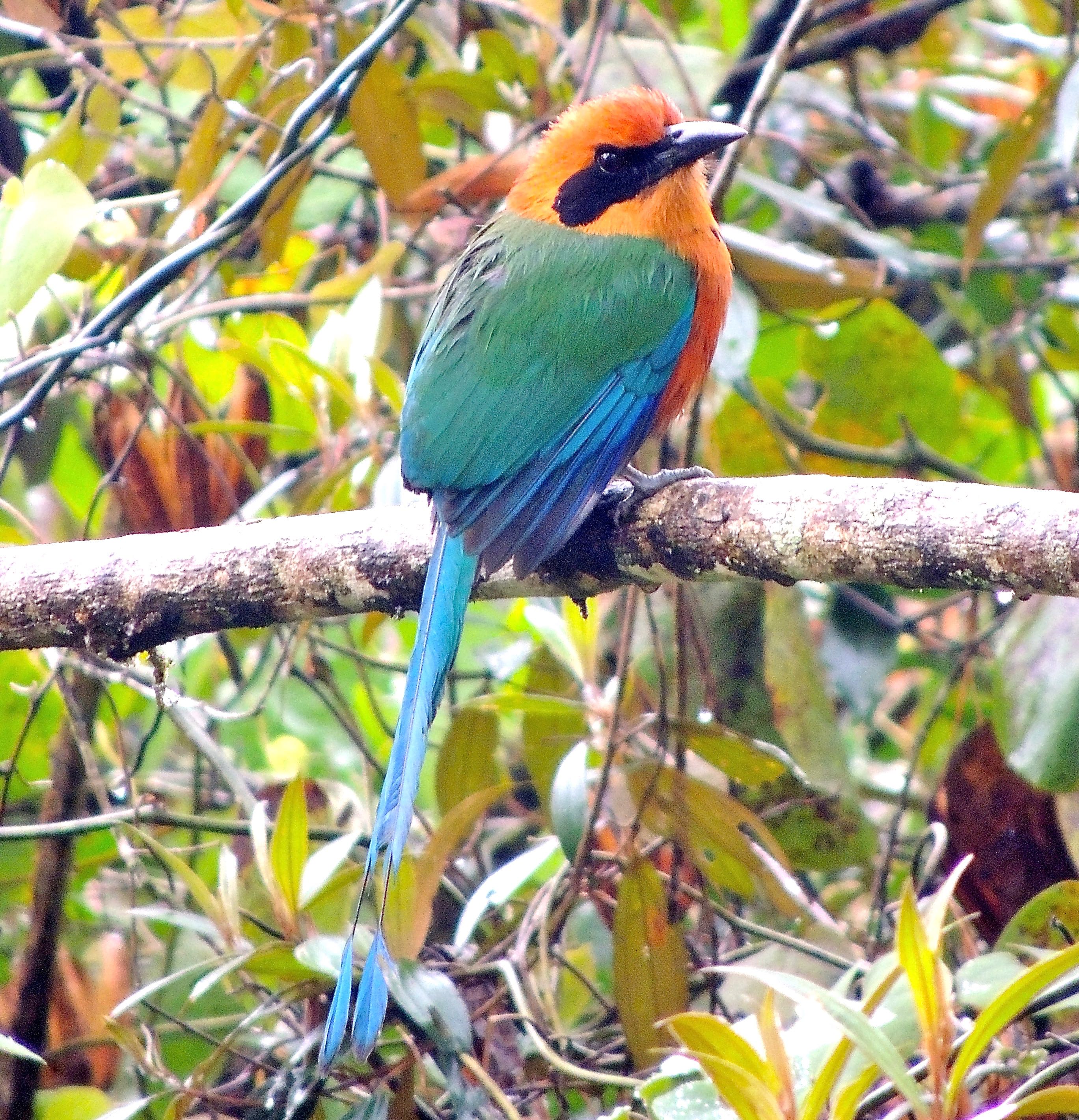 Rufous Motmot