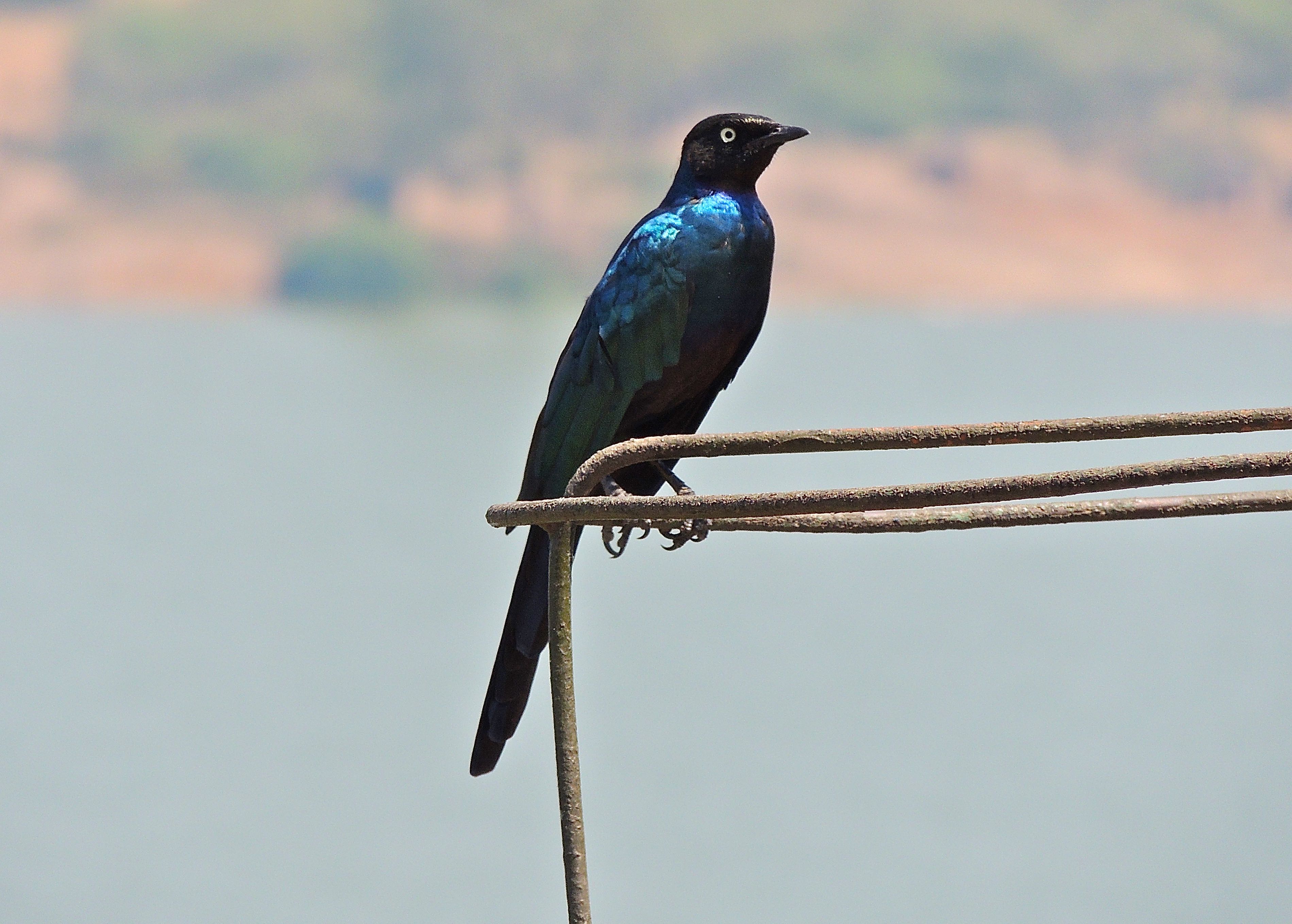 Ruppell's Starling