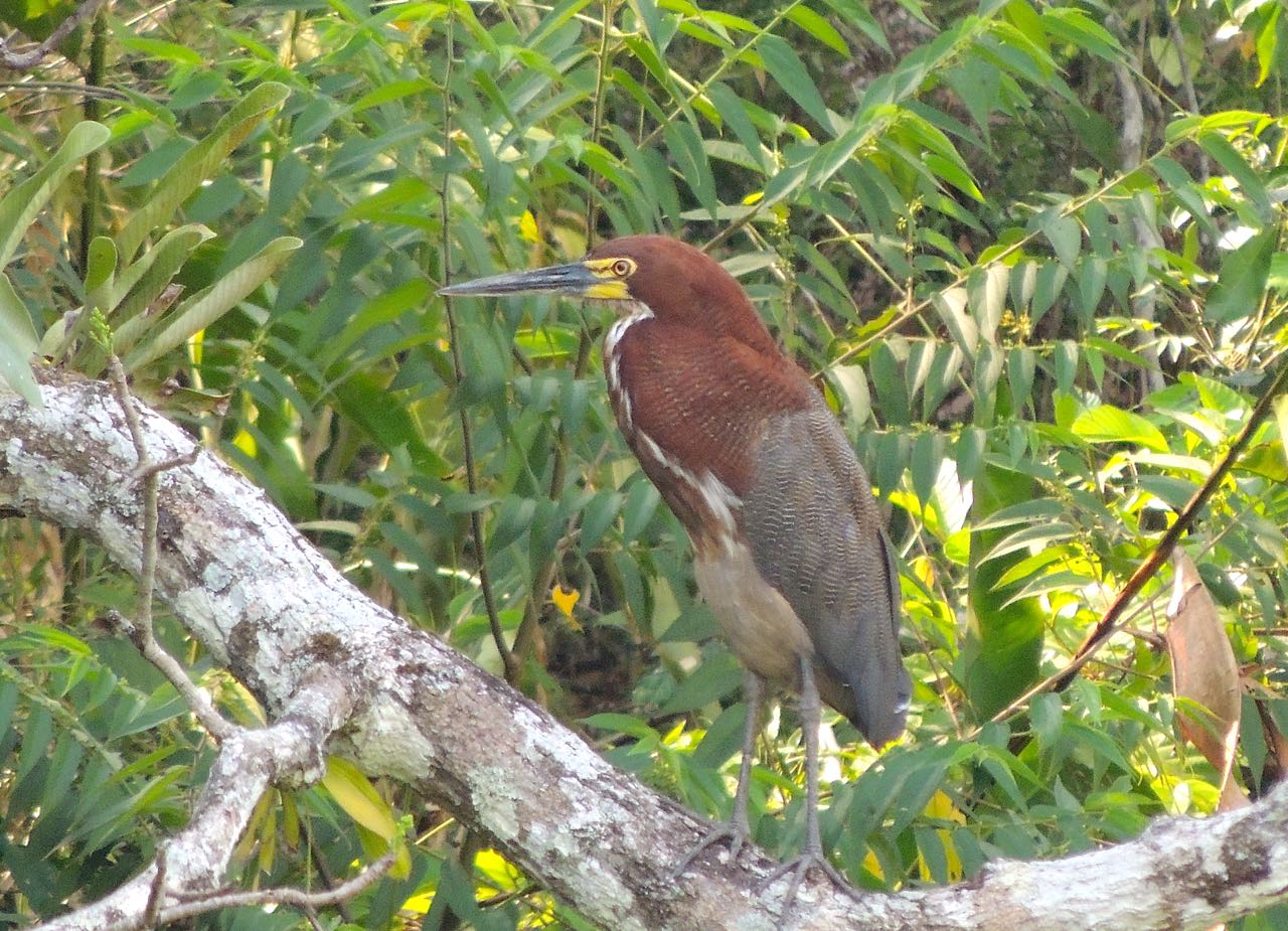 Rufescent Tiger-Heron