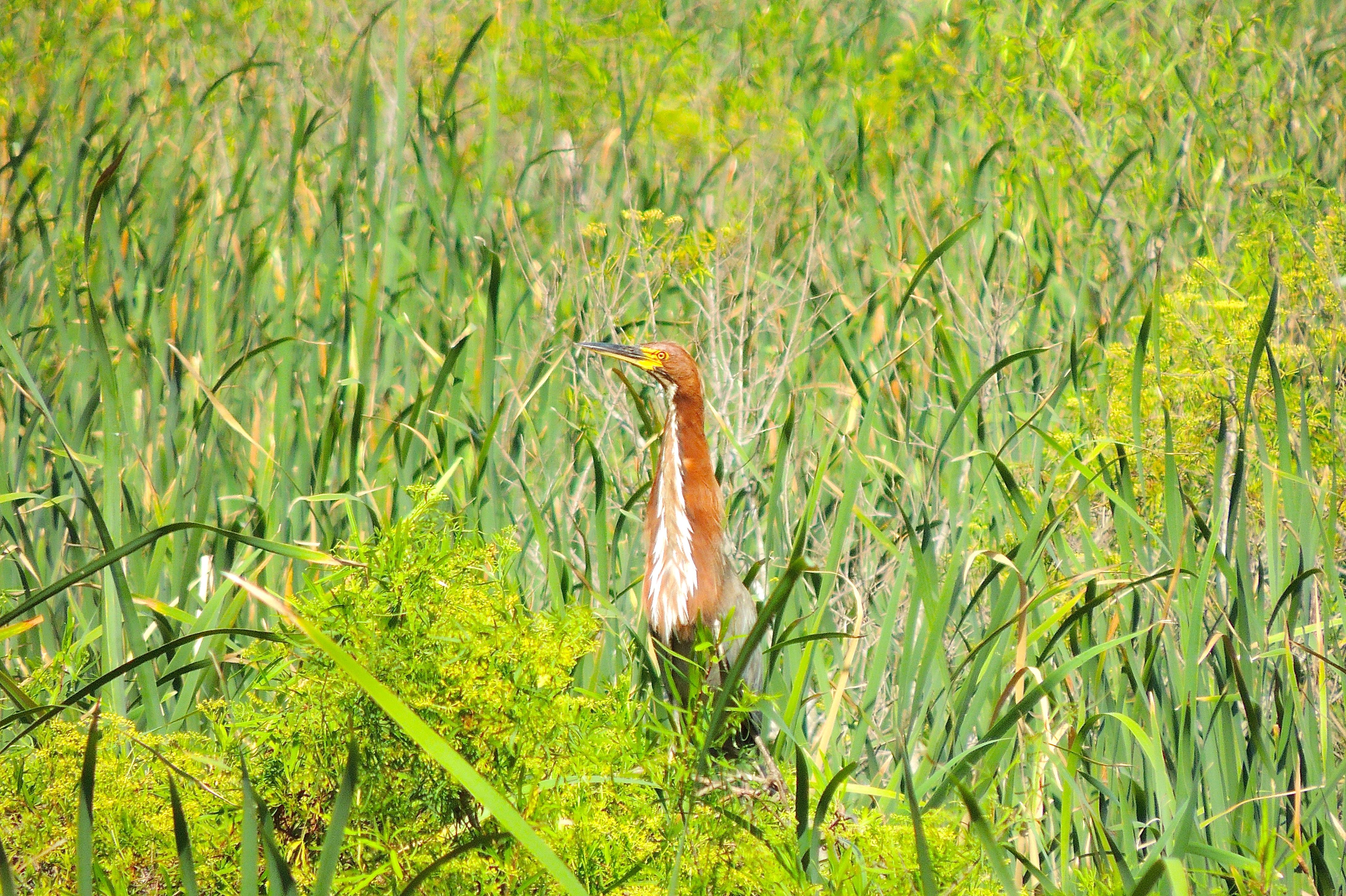 Rufescent Tiger-Heron