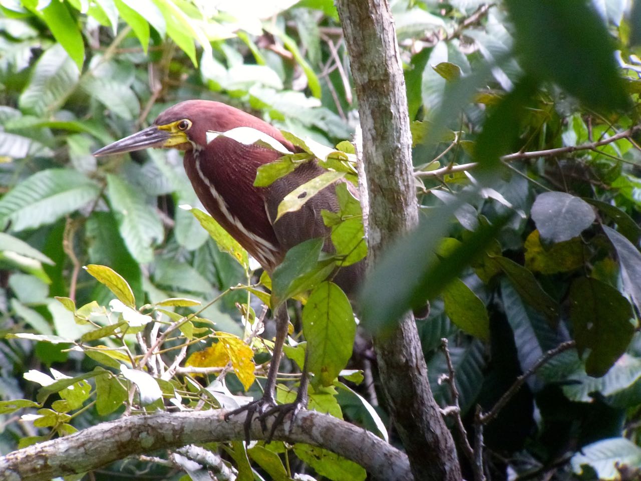 Rufescent Tiger-Heron