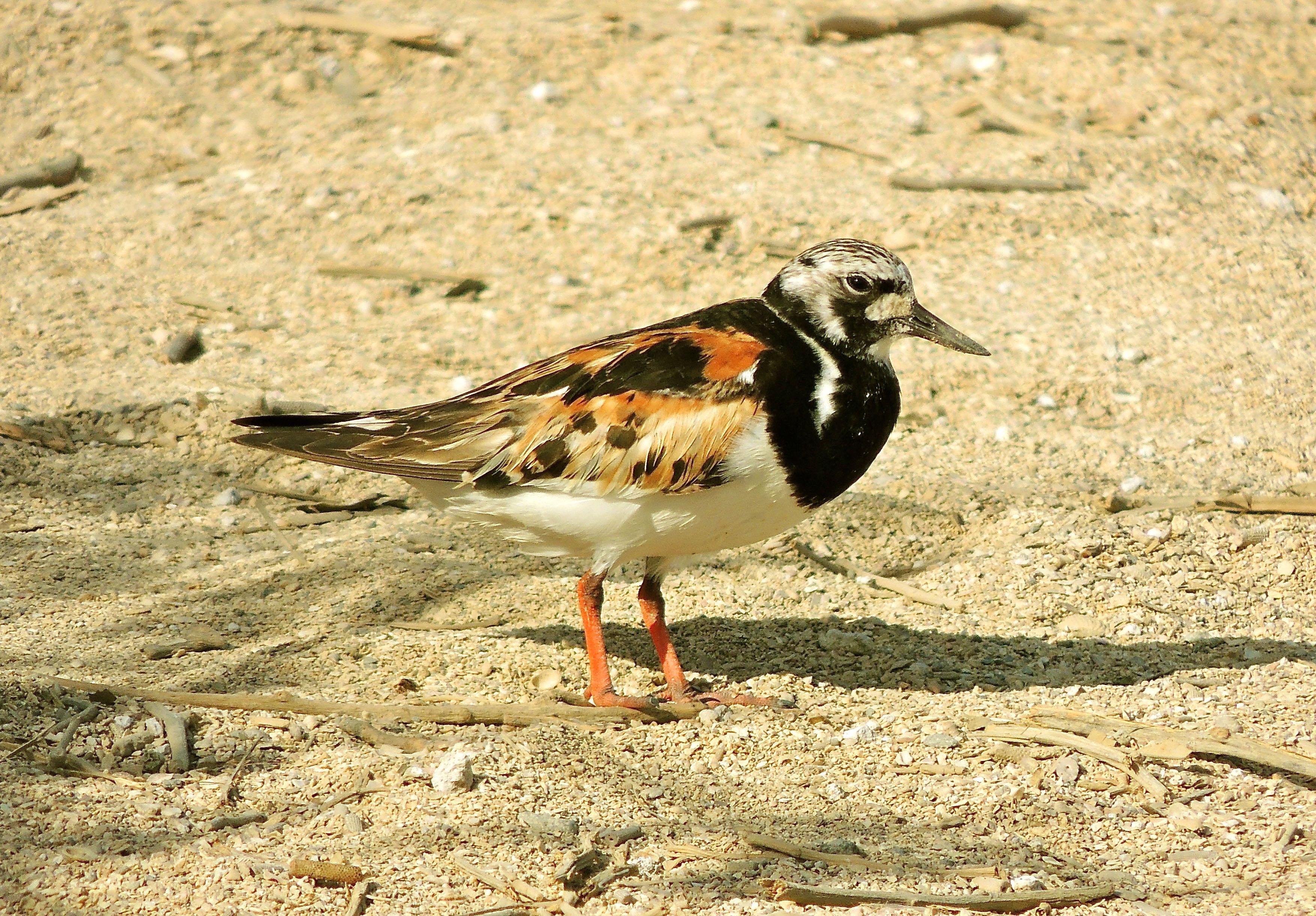 Ruddy Turnstone