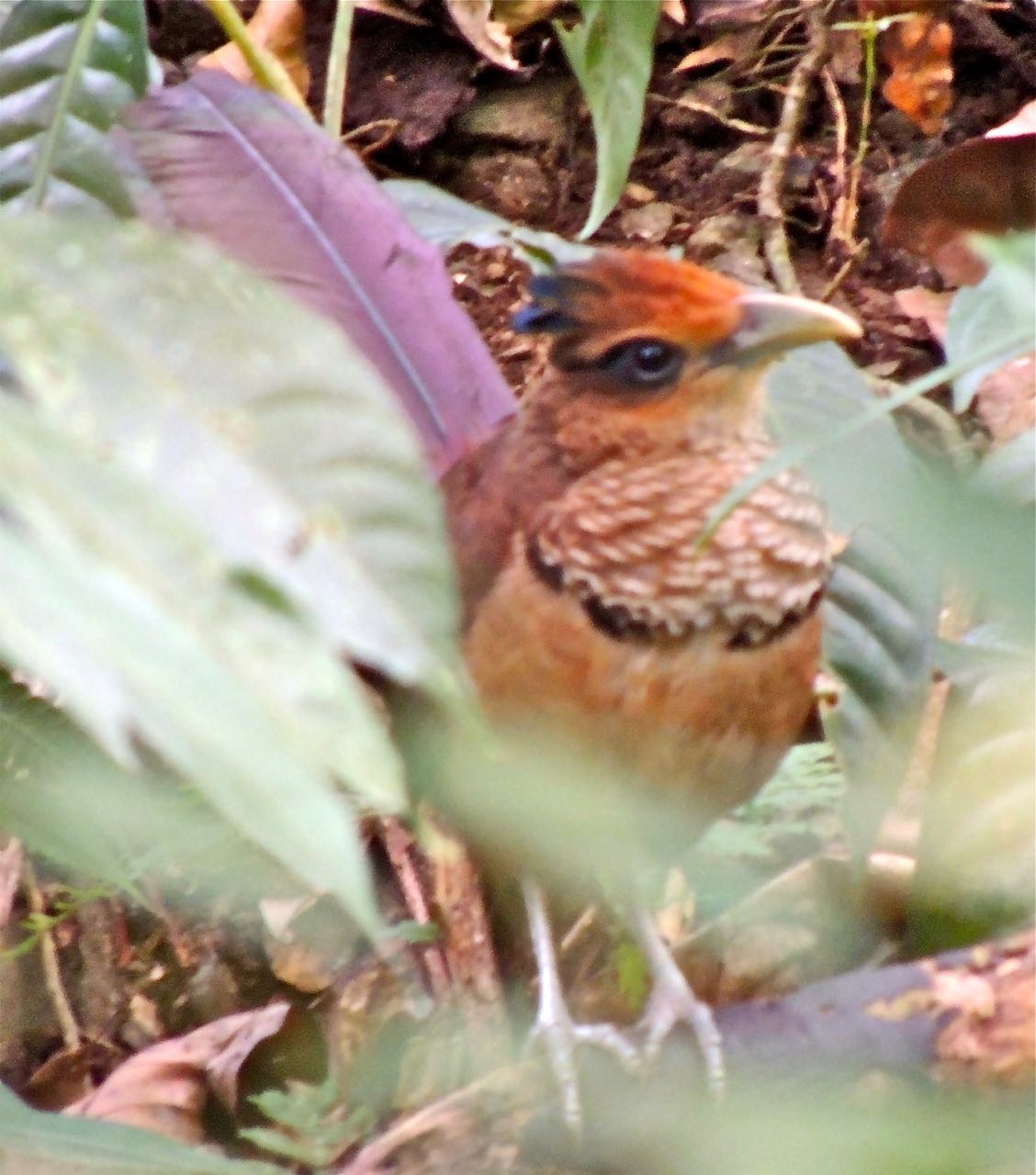 Rufous-vented Ground-Cuckoo