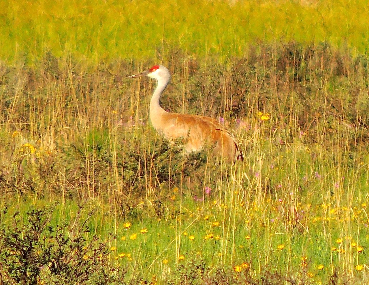 Sandhill Crane