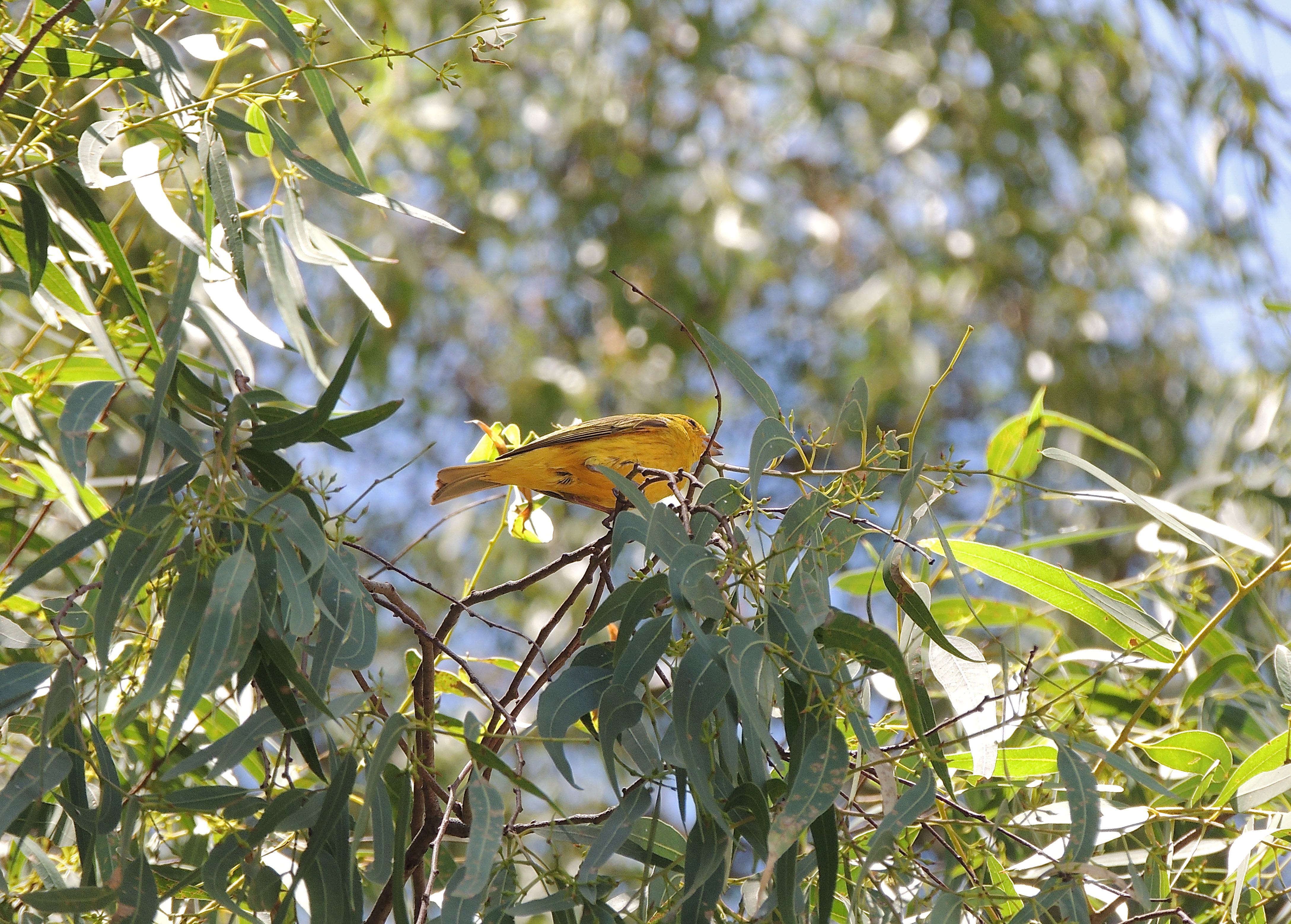 Saffron Finch