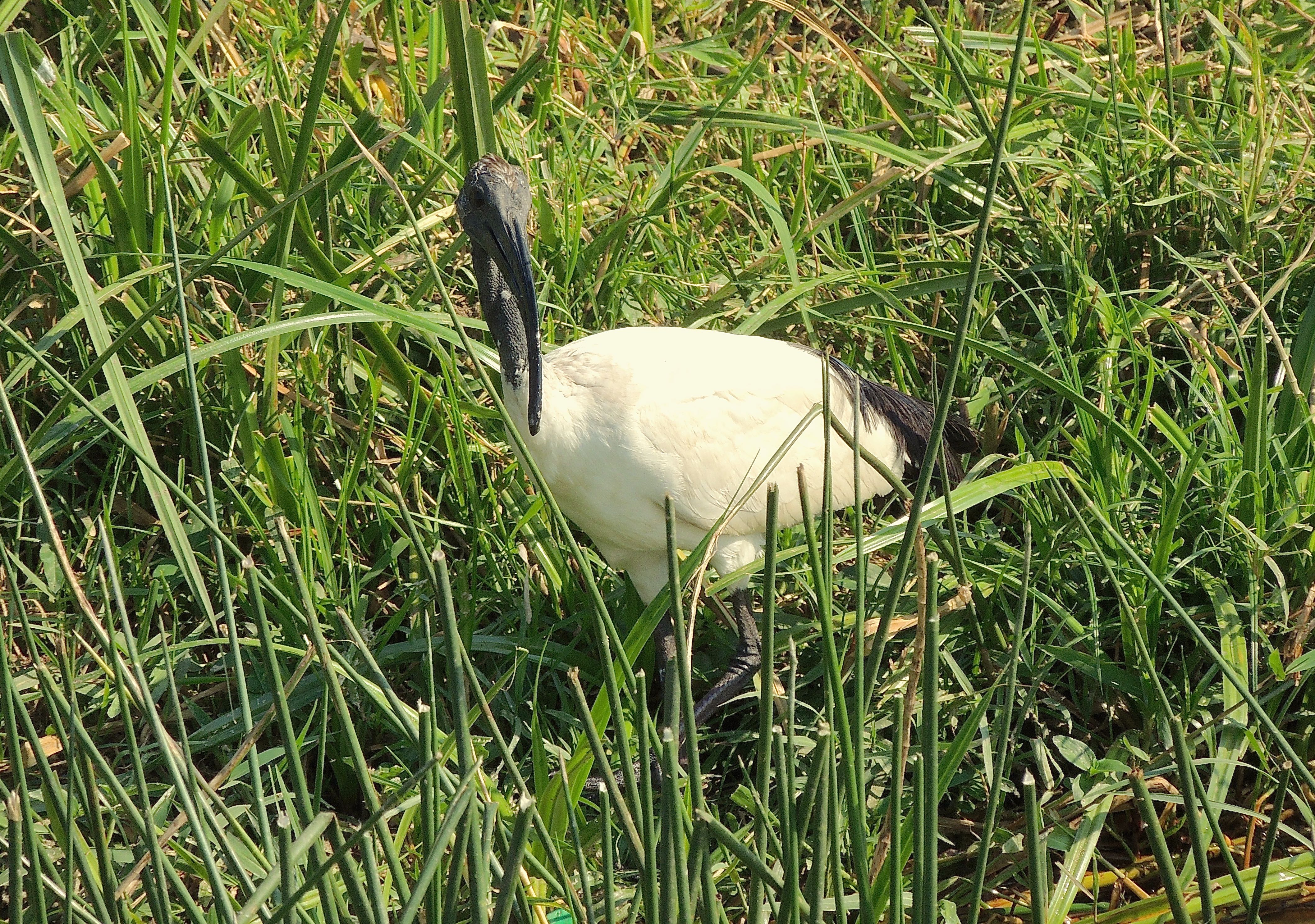 Sacred Ibis