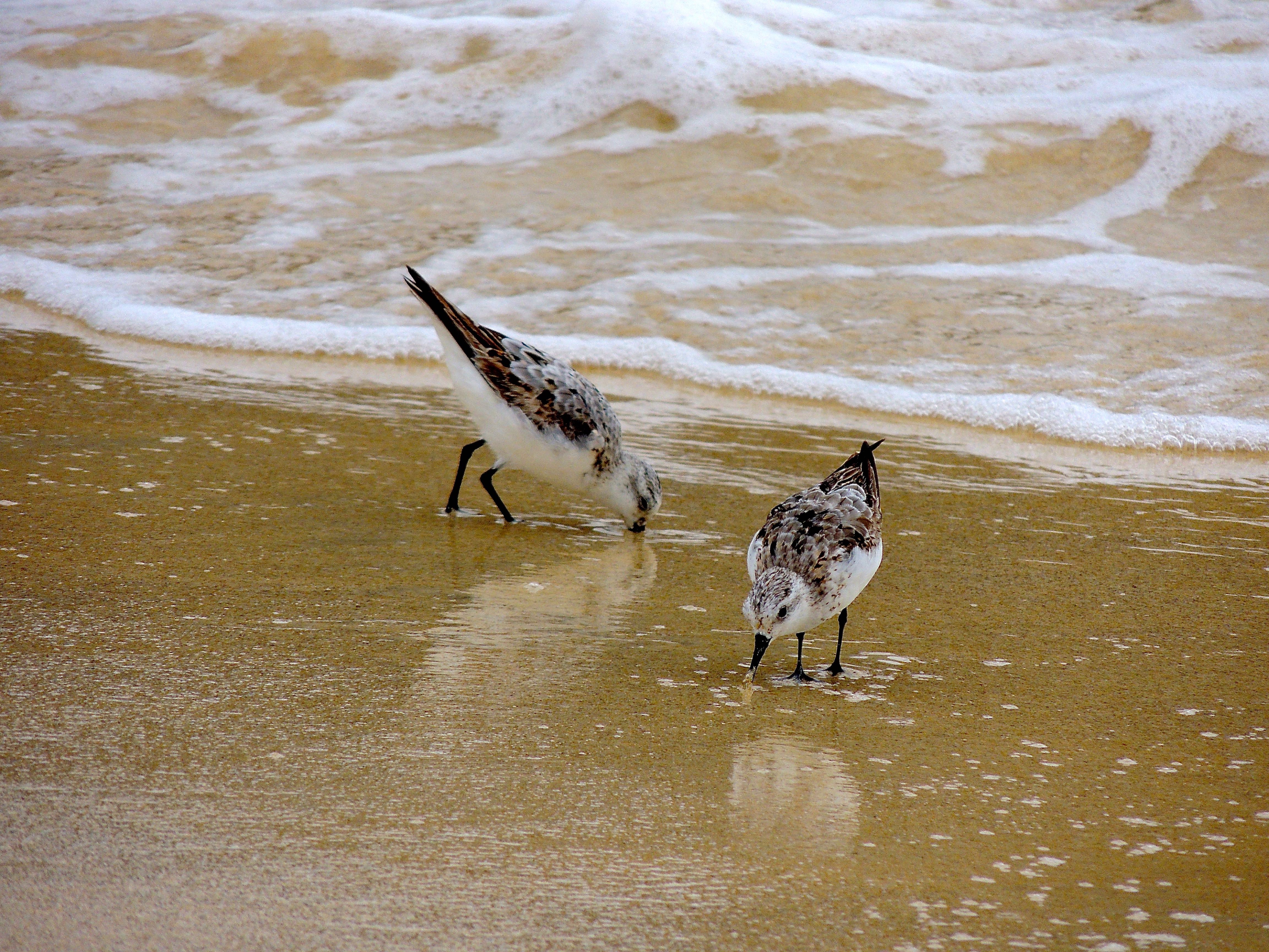 Sanderlings