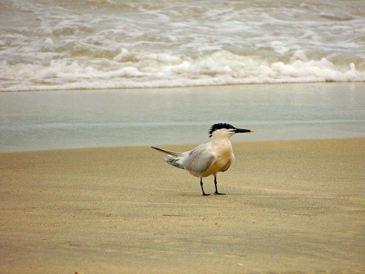Sandwich Tern
