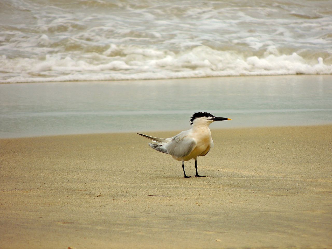 Sandwich Tern