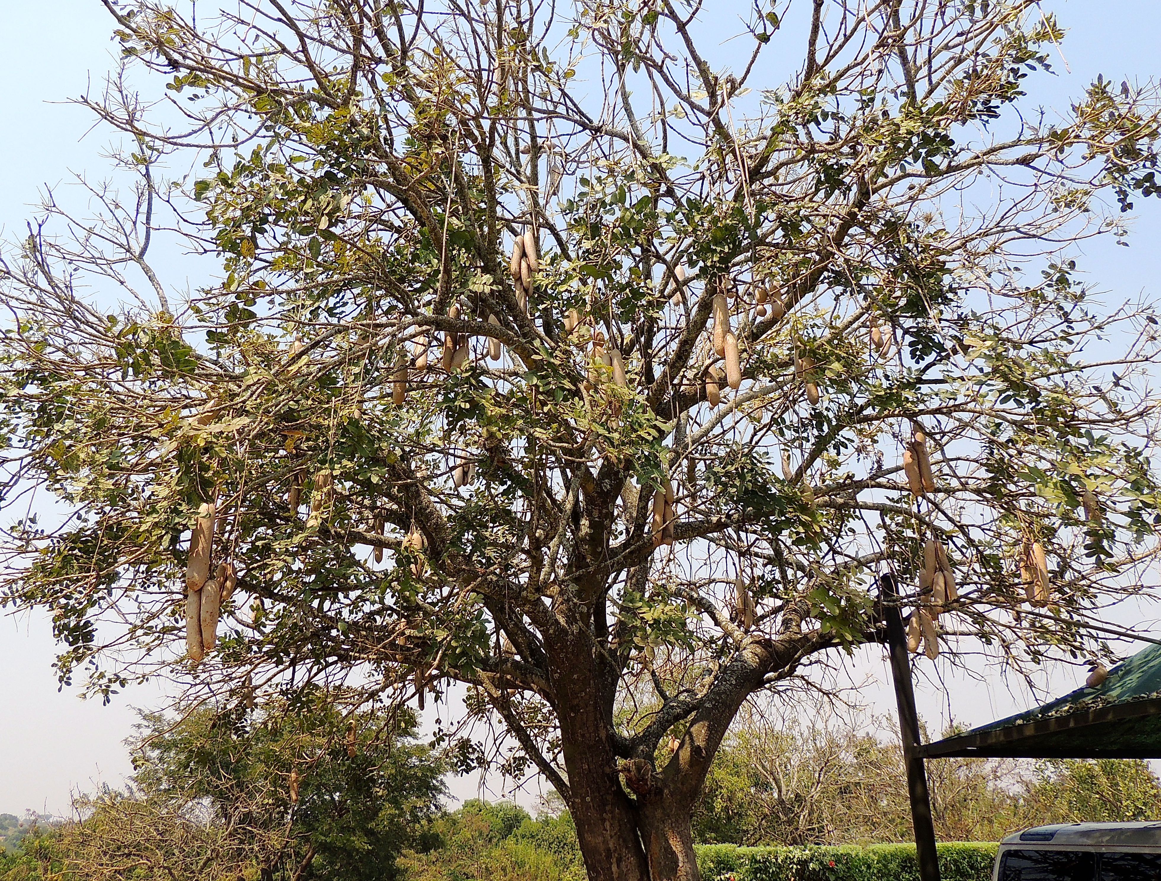 Sausage Tree