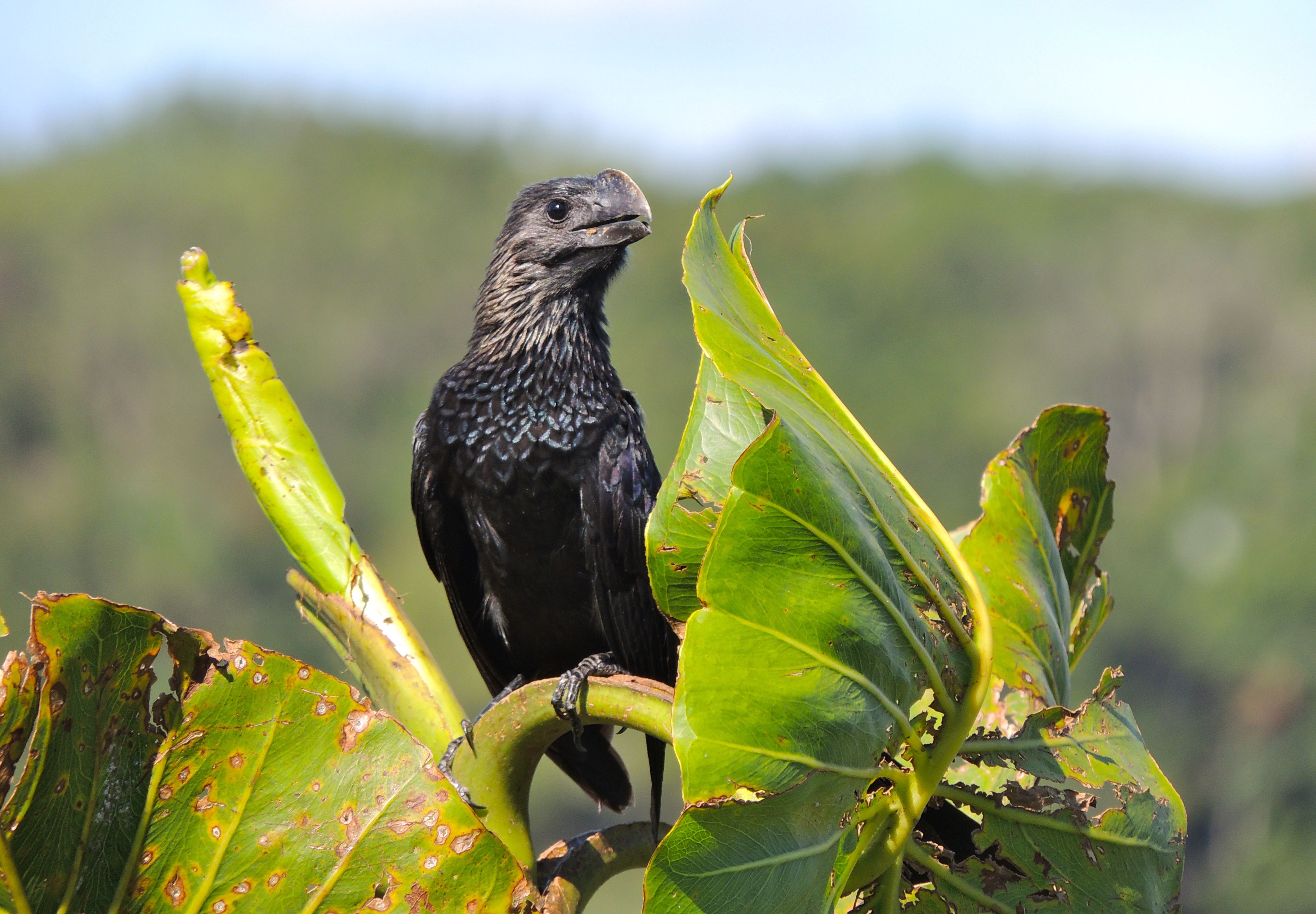 Smooth-billed Ani