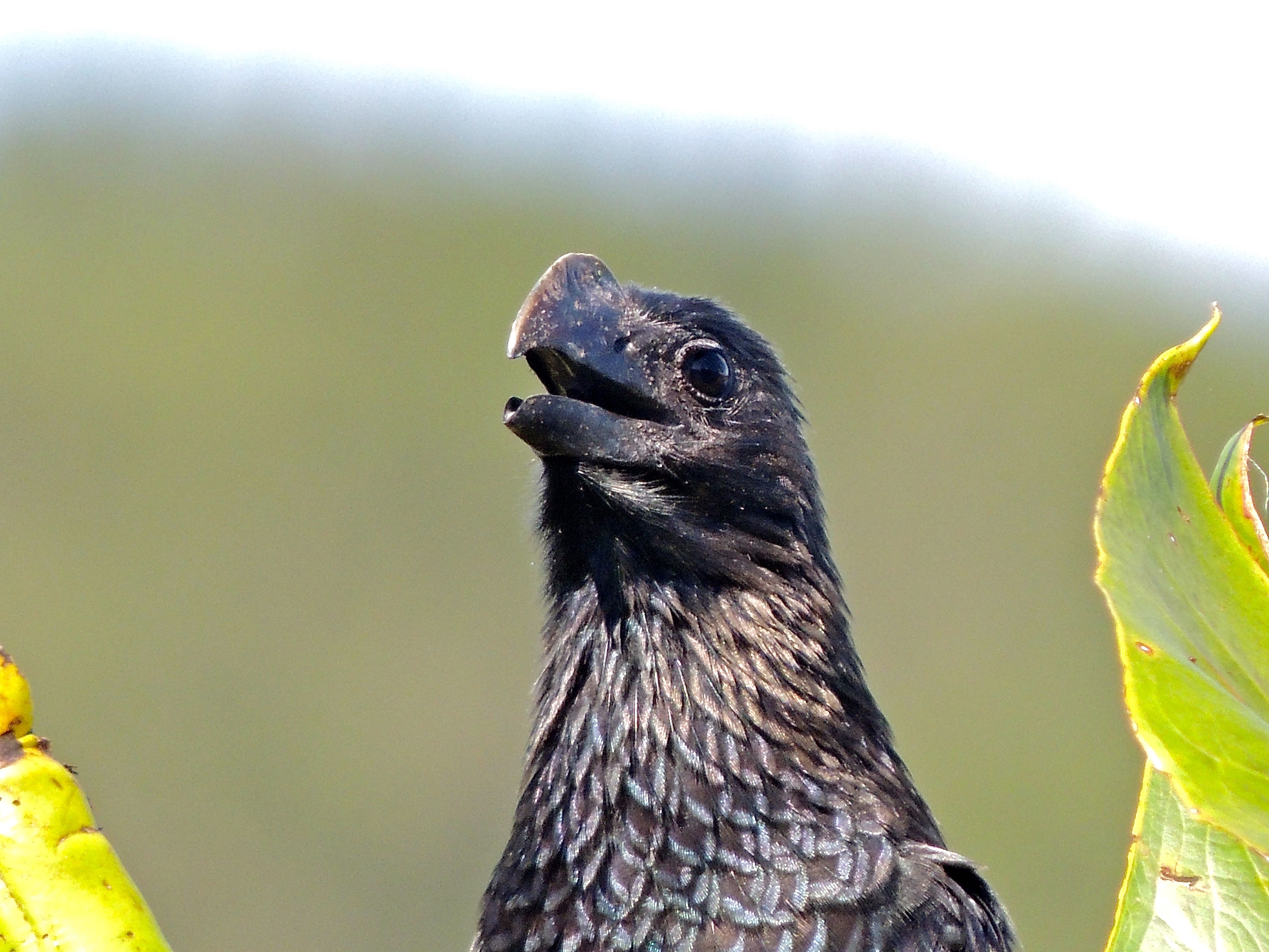 Smooth-billed Ani