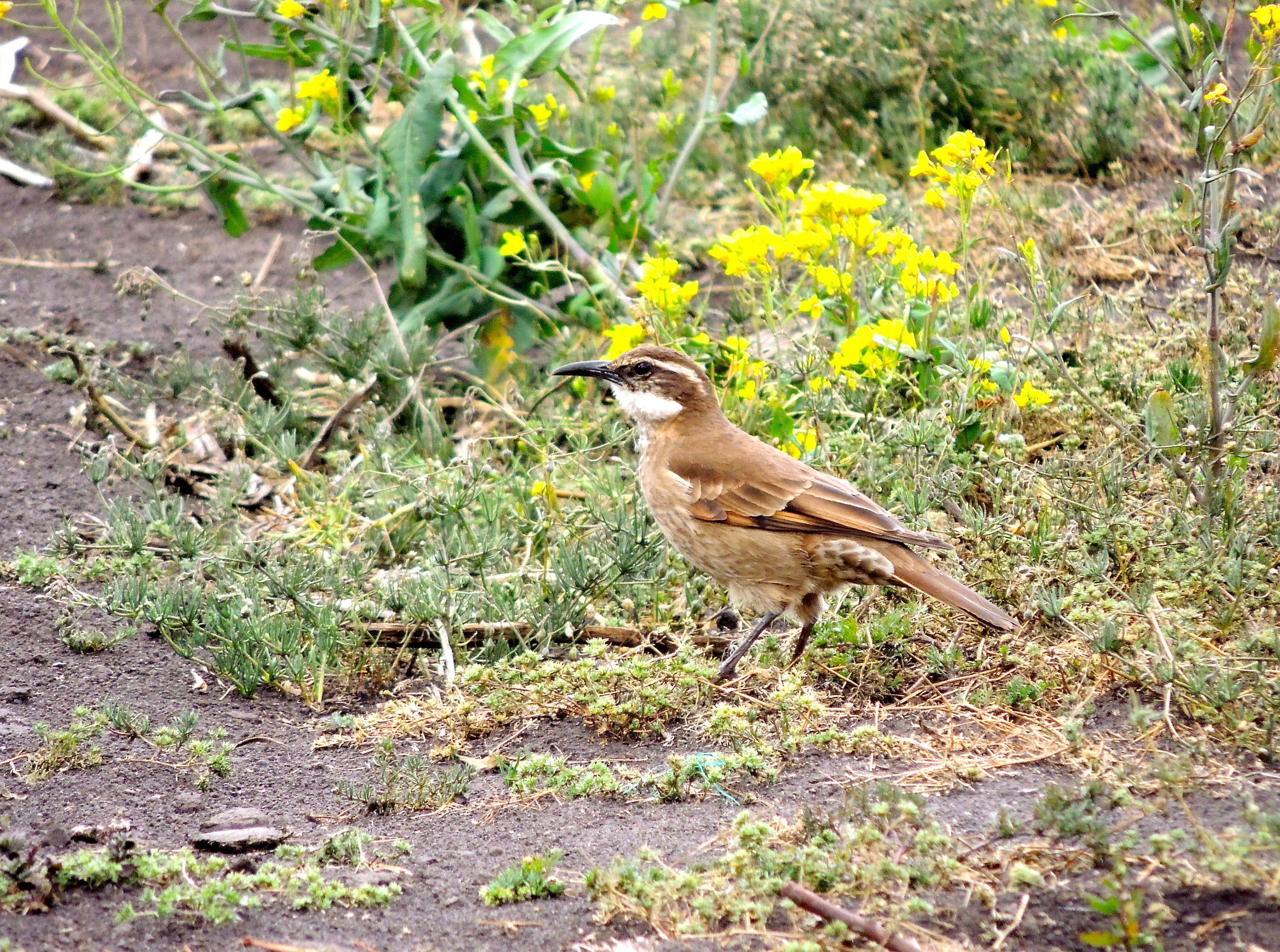 Stout-billed Cinclodes