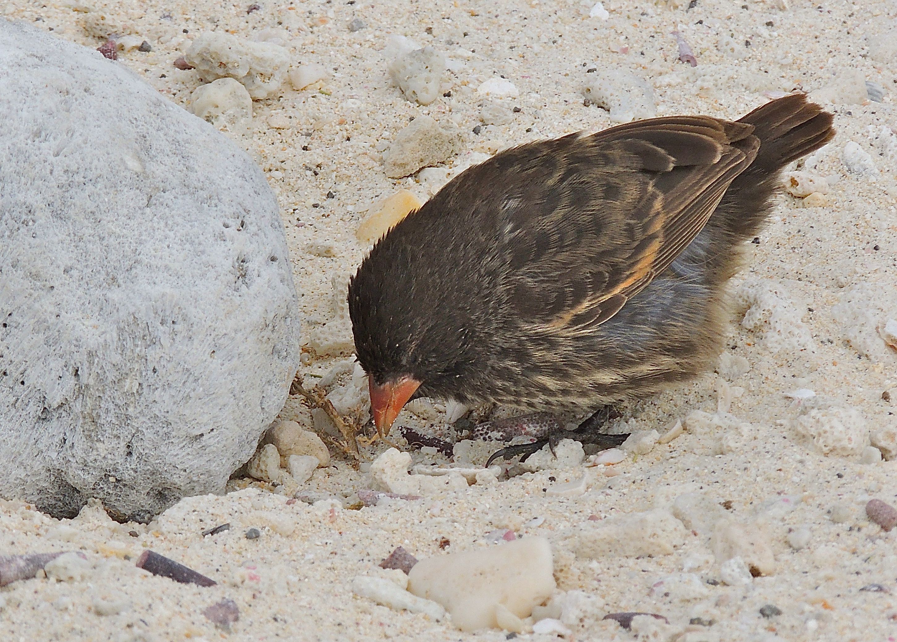 Sharp-beaked Ground Finch