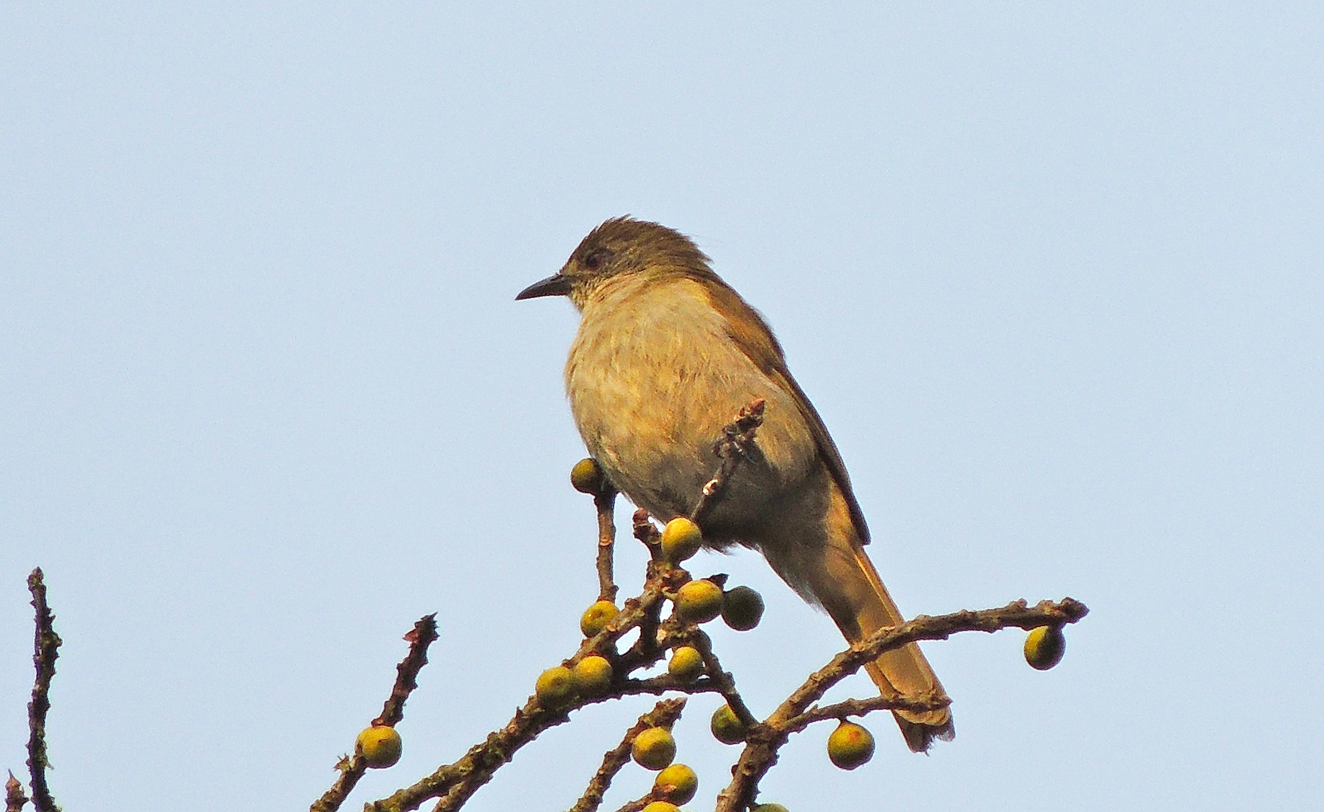 Slender-billed Greenbul