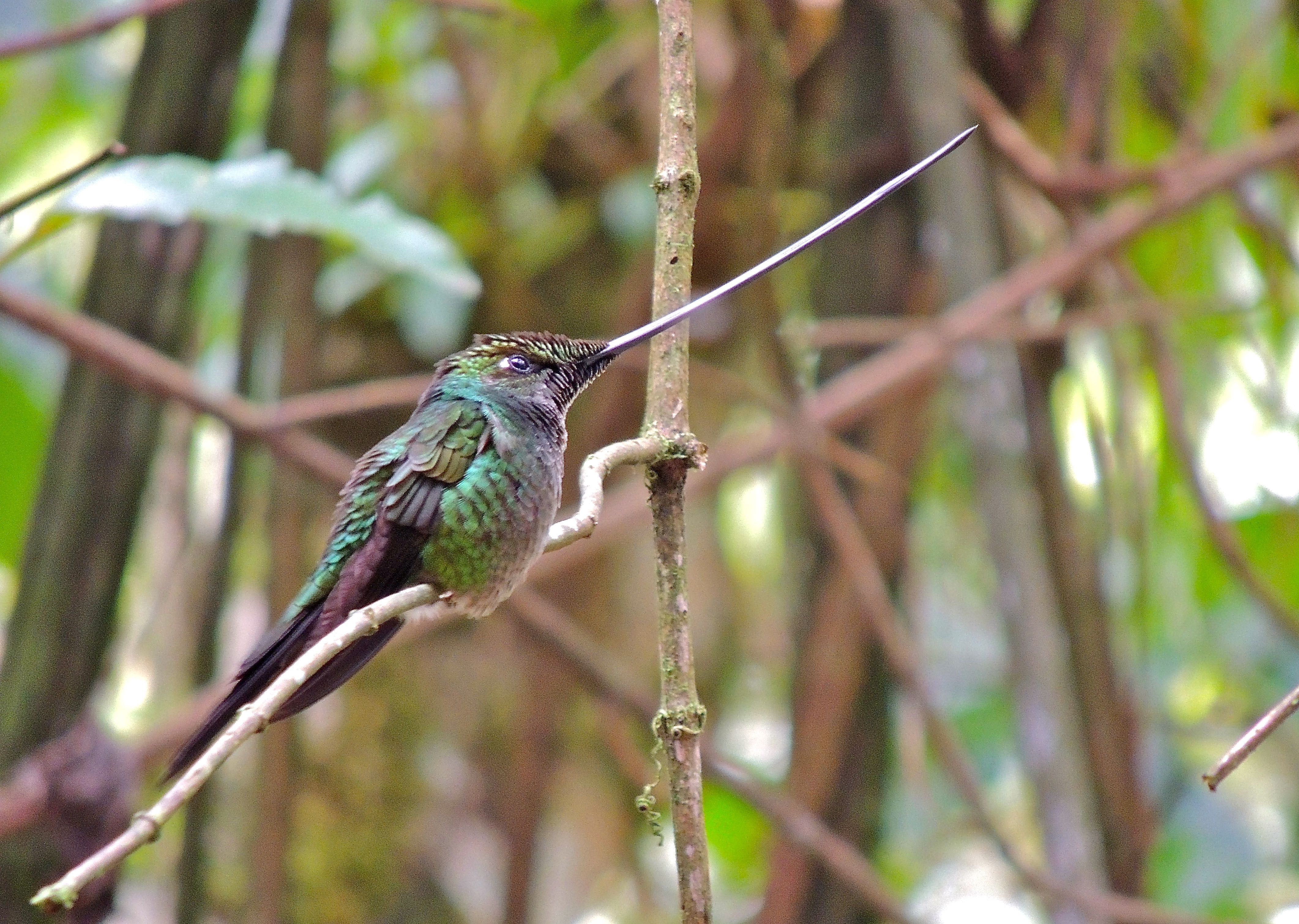 Sword-billed Hummingbird