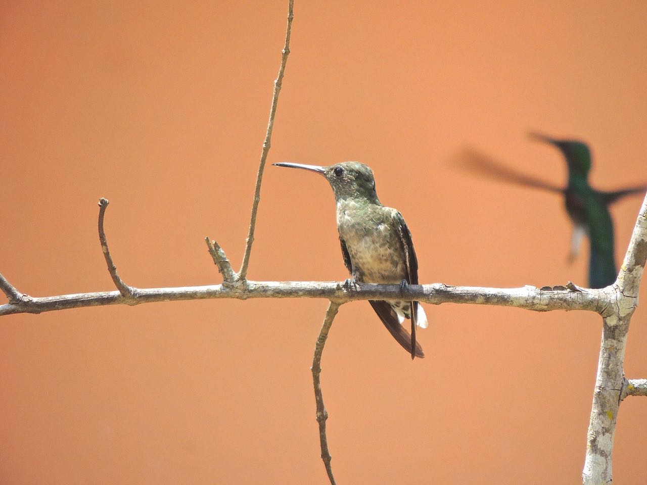 Scaly-breasted Hummingbird