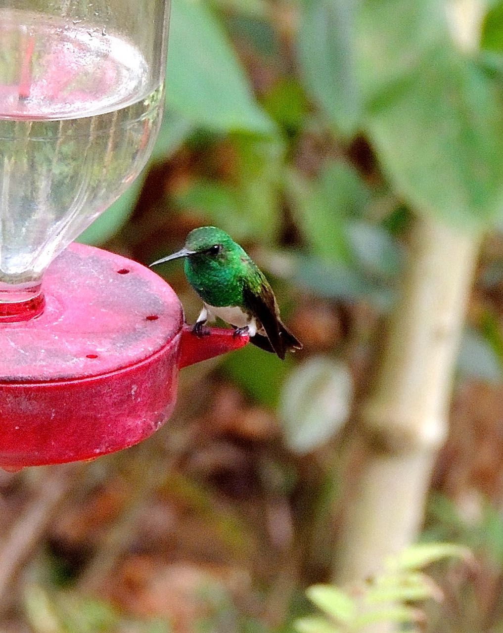 Snowy-bellied Hummingbird