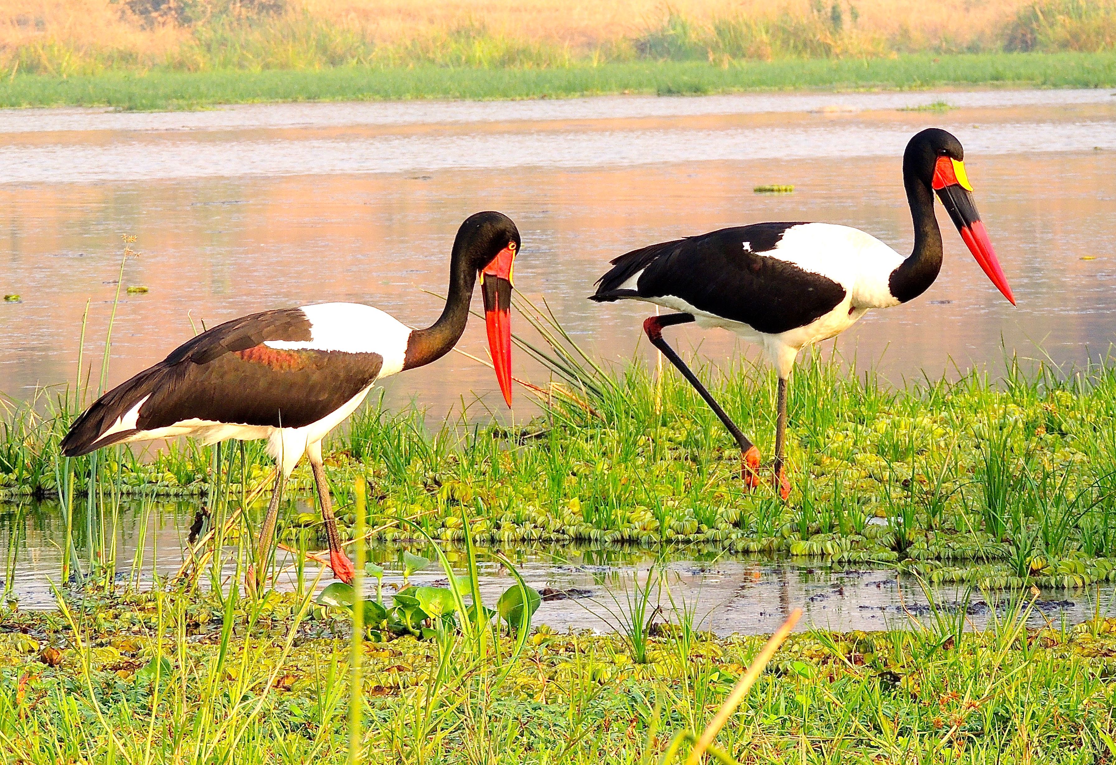 Saddle-billed Storks