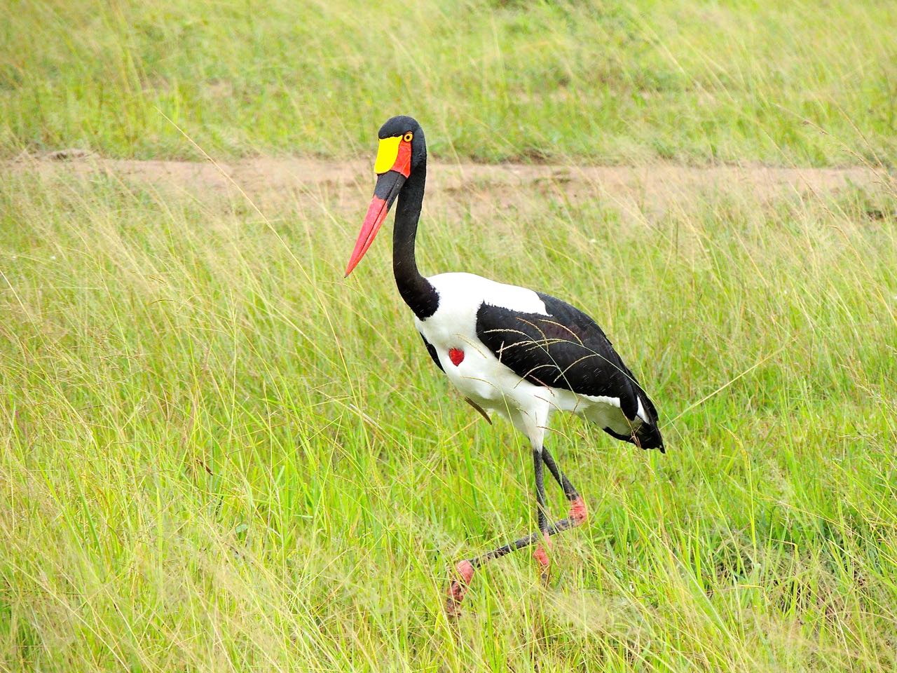 Saddle-billed Stork